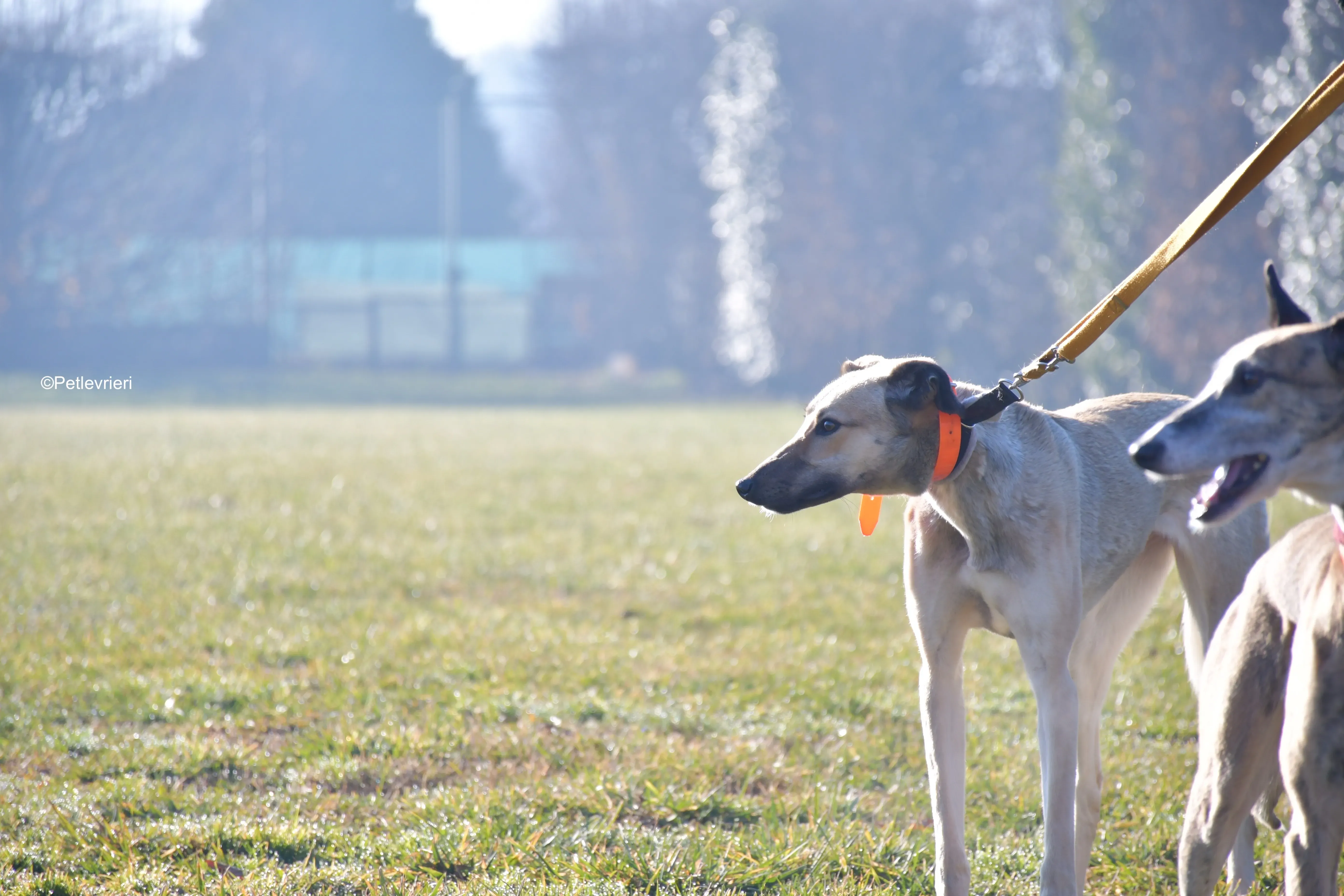carrie adozione levrieri greyhound 5