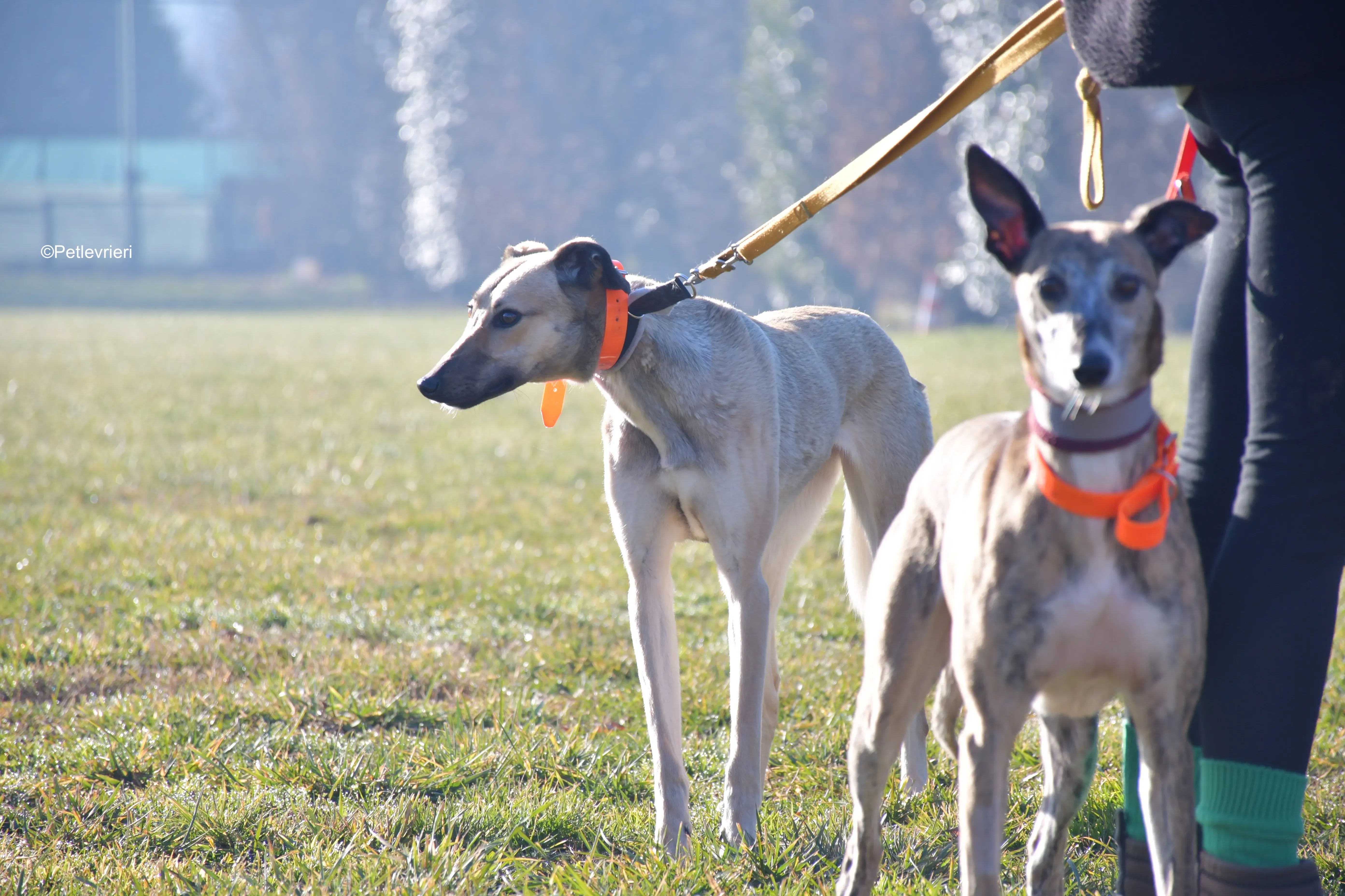 carrie adozione levrieri greyhound 6