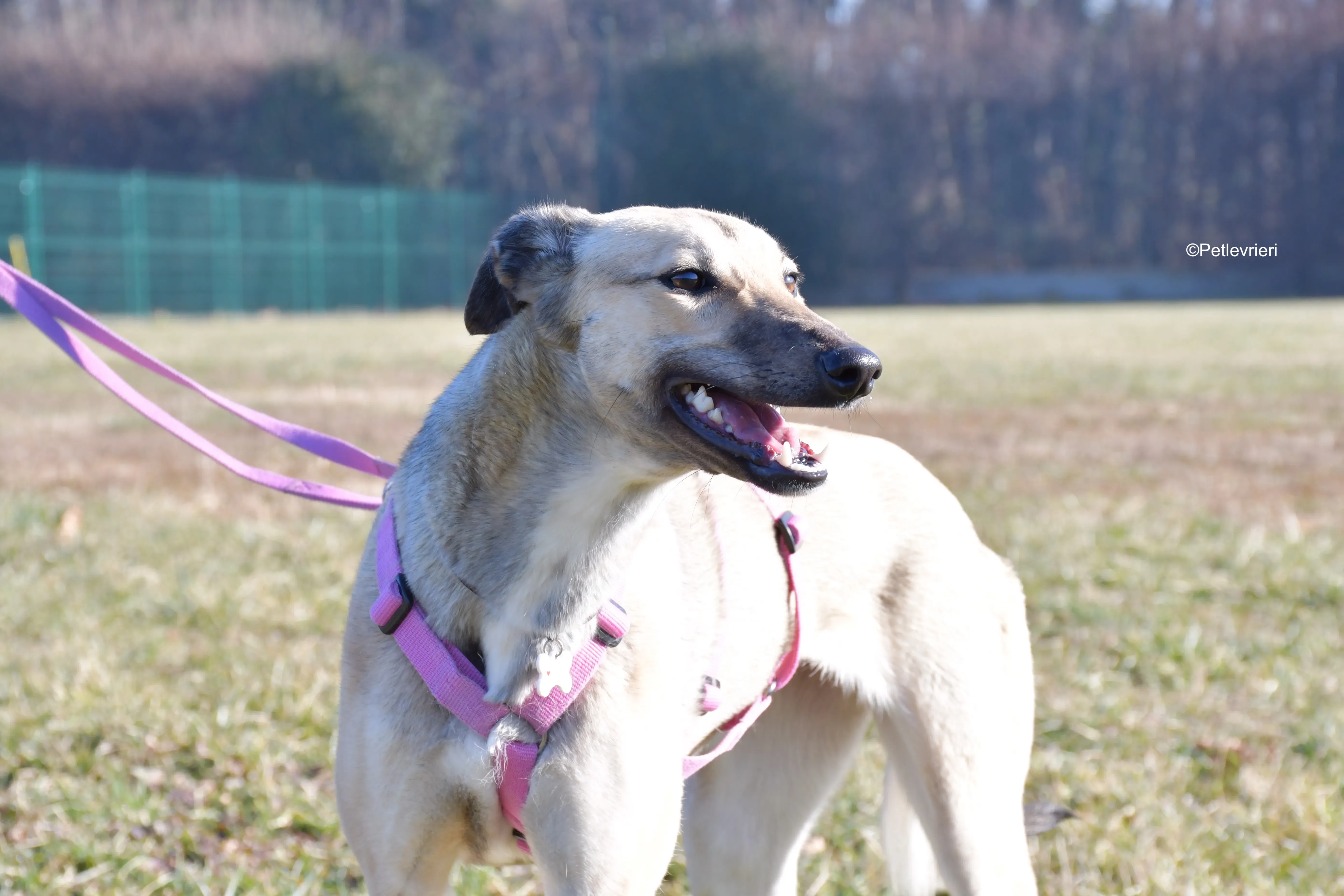 carrie adozione levrieri greyhound 8