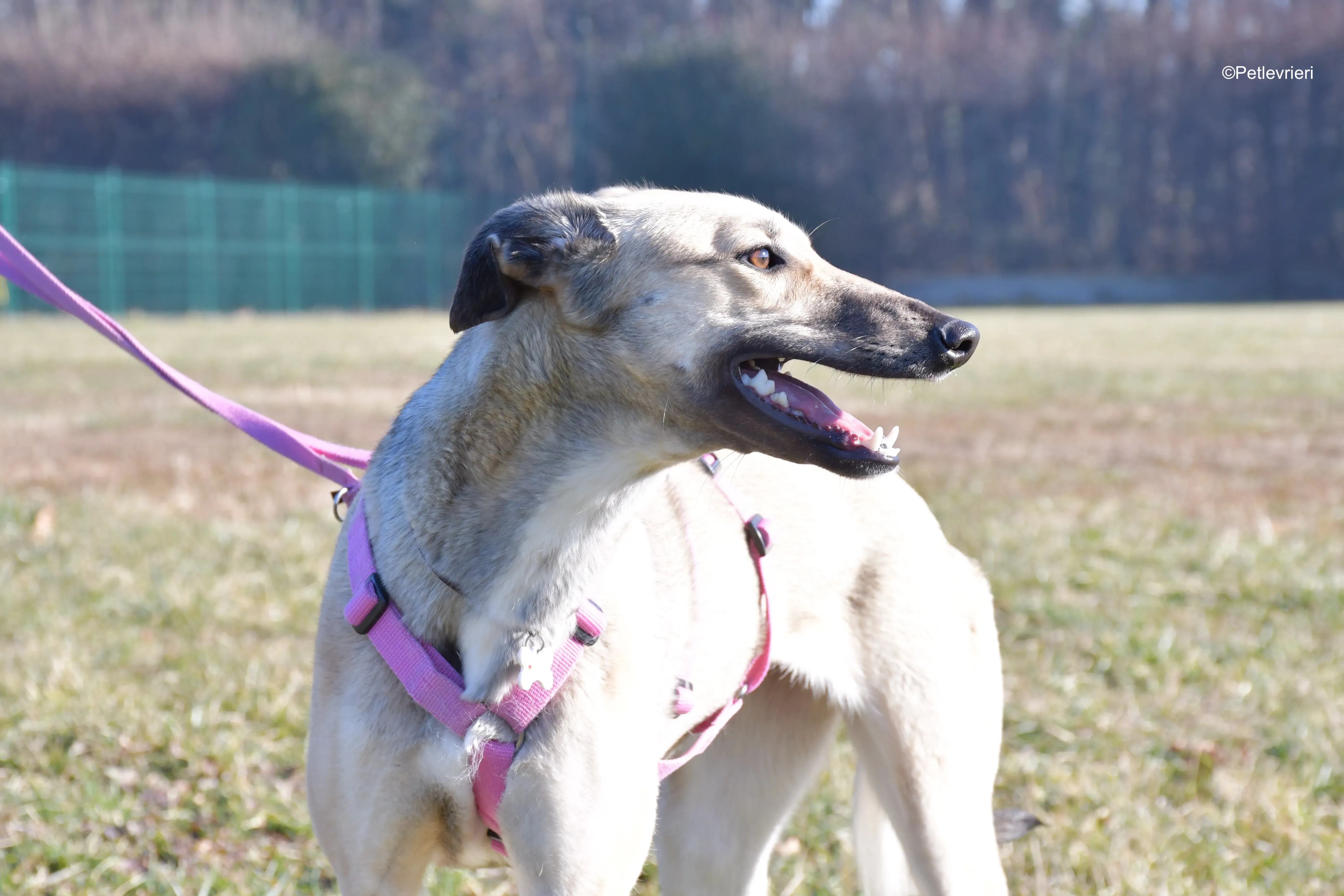 carrie adozione levrieri greyhound 9