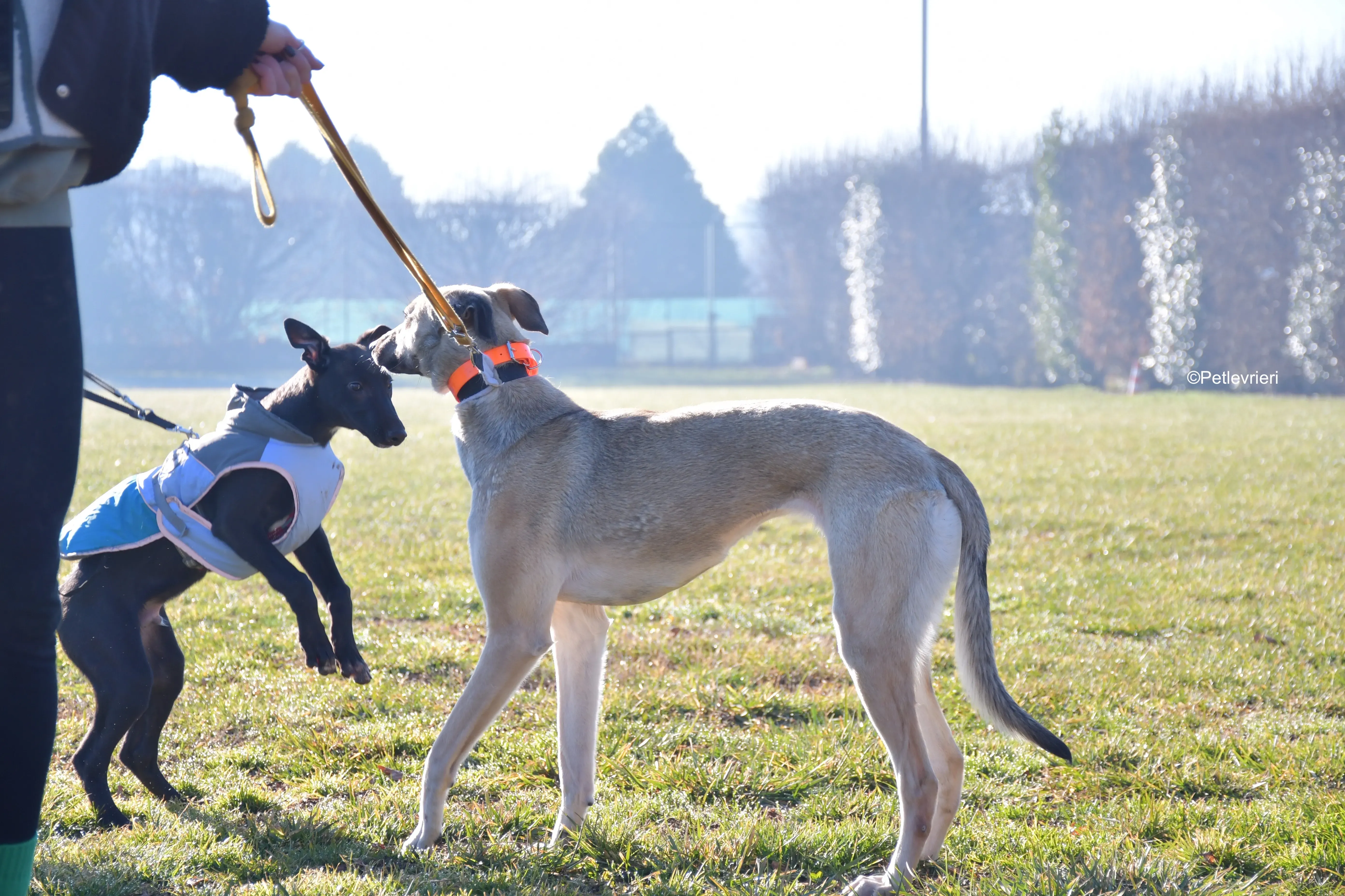 carrie axel adozione levrieri greyhound 7 1