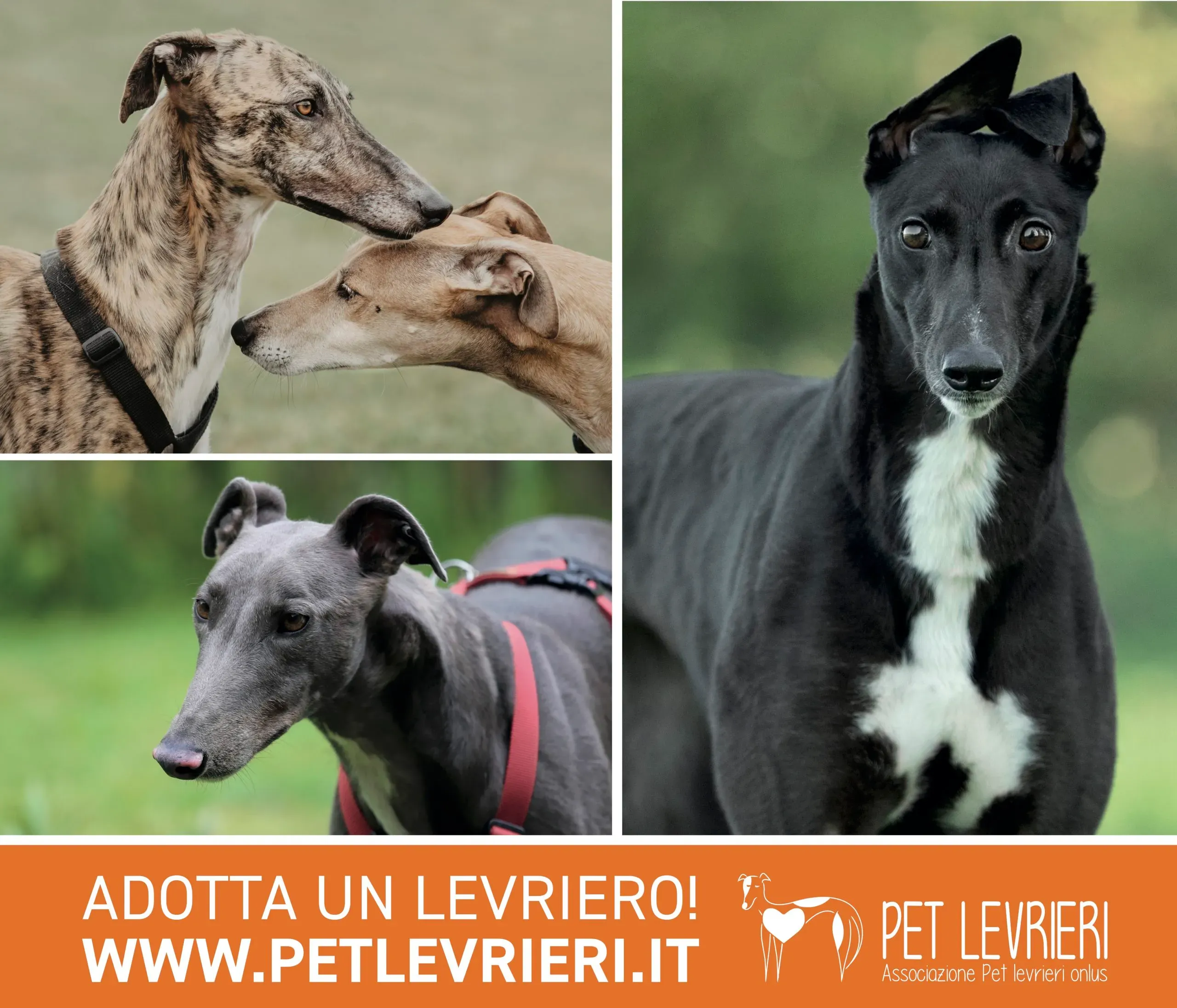 cartellone pubblicitario adozione 9x6 def scala 1a2 scaled