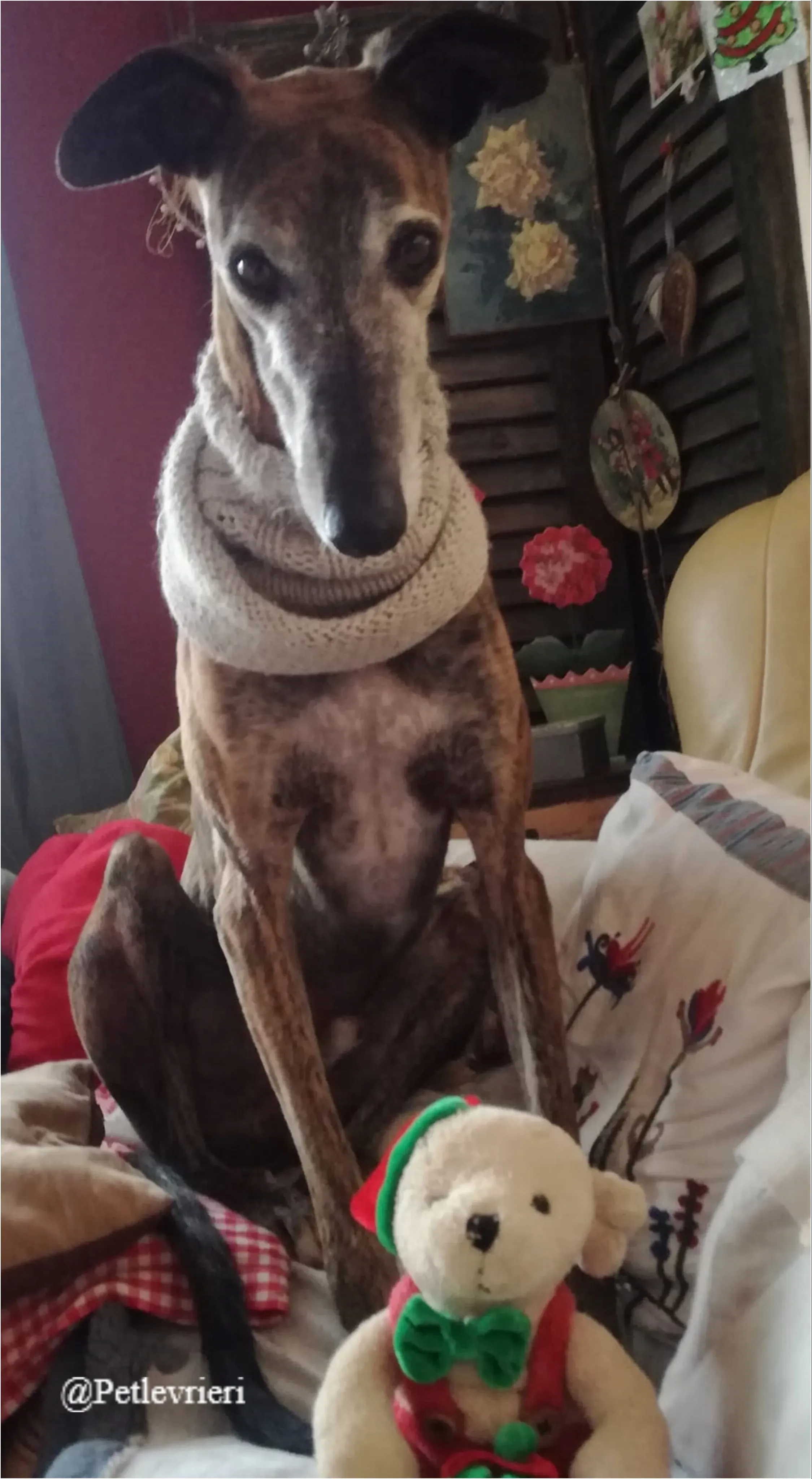 caruso pet levrieri natale 2021