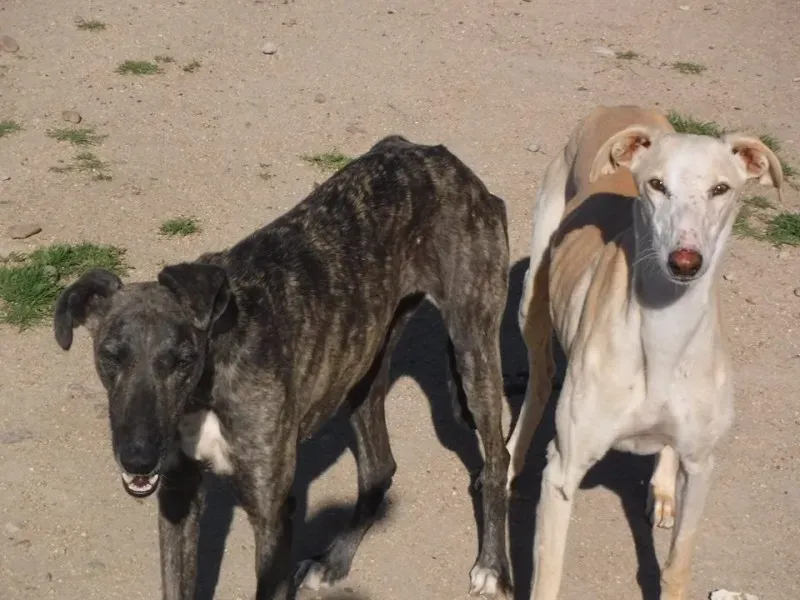 castellana paddock 21