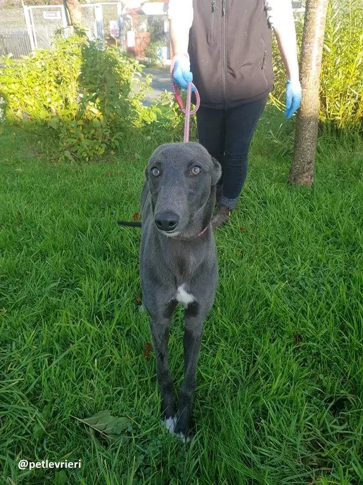 catherina adozione greyhound 1