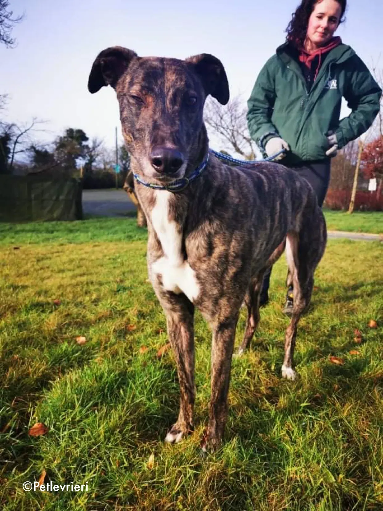 cathy adozione levrieri greyhound 1