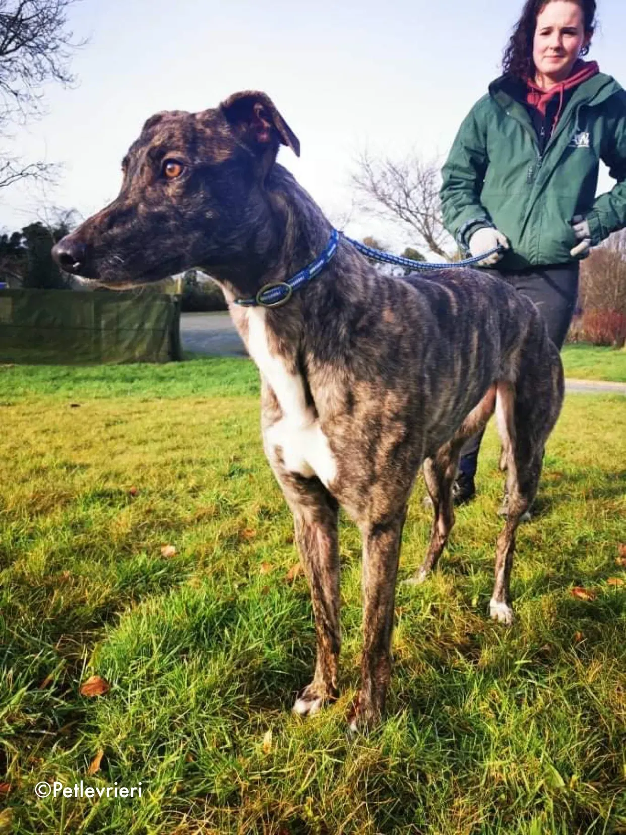 cathy adozione levrieri greyhound 2