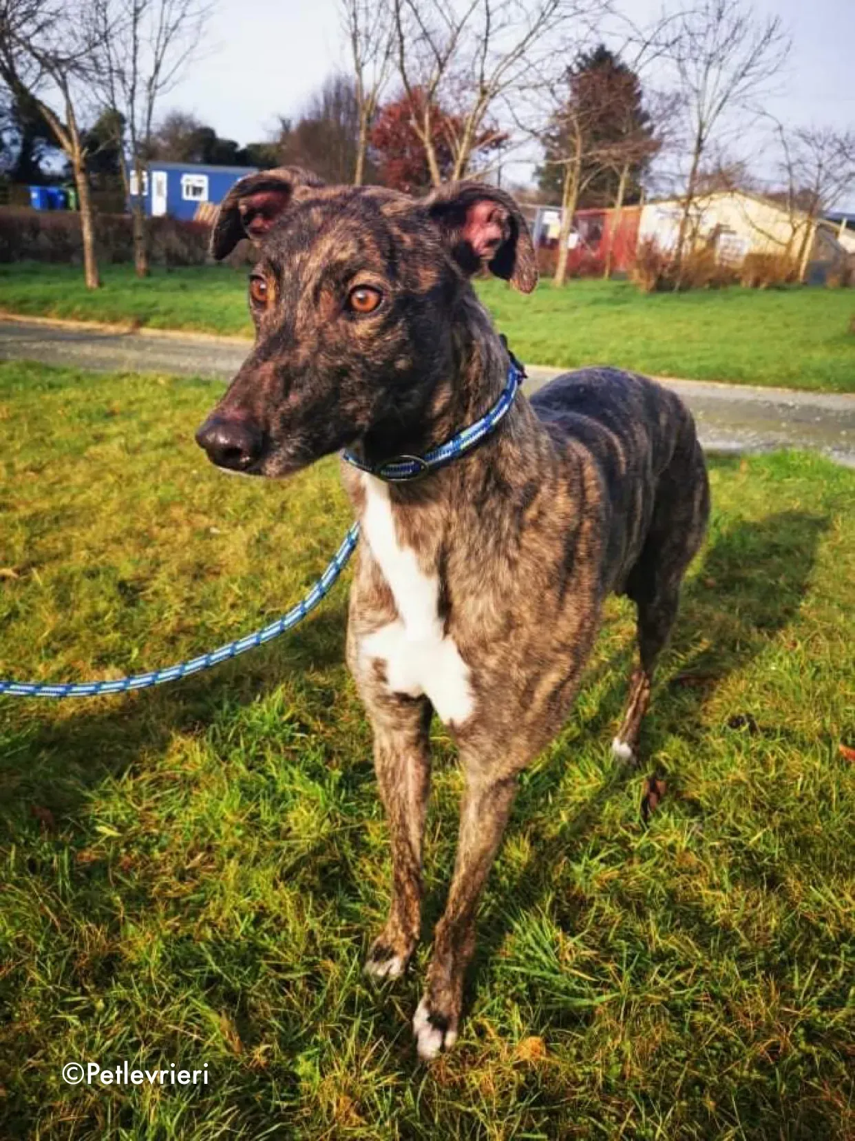 cathy adozione levrieri greyhound 3