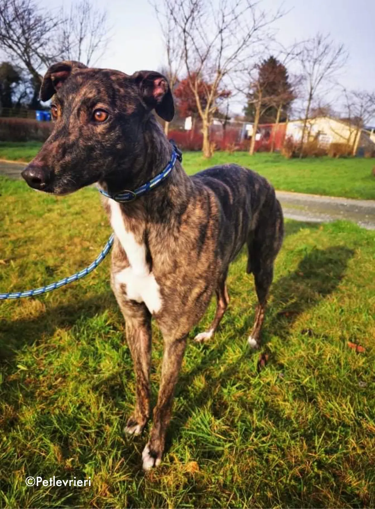 cathy adozione levrieri greyhound 4