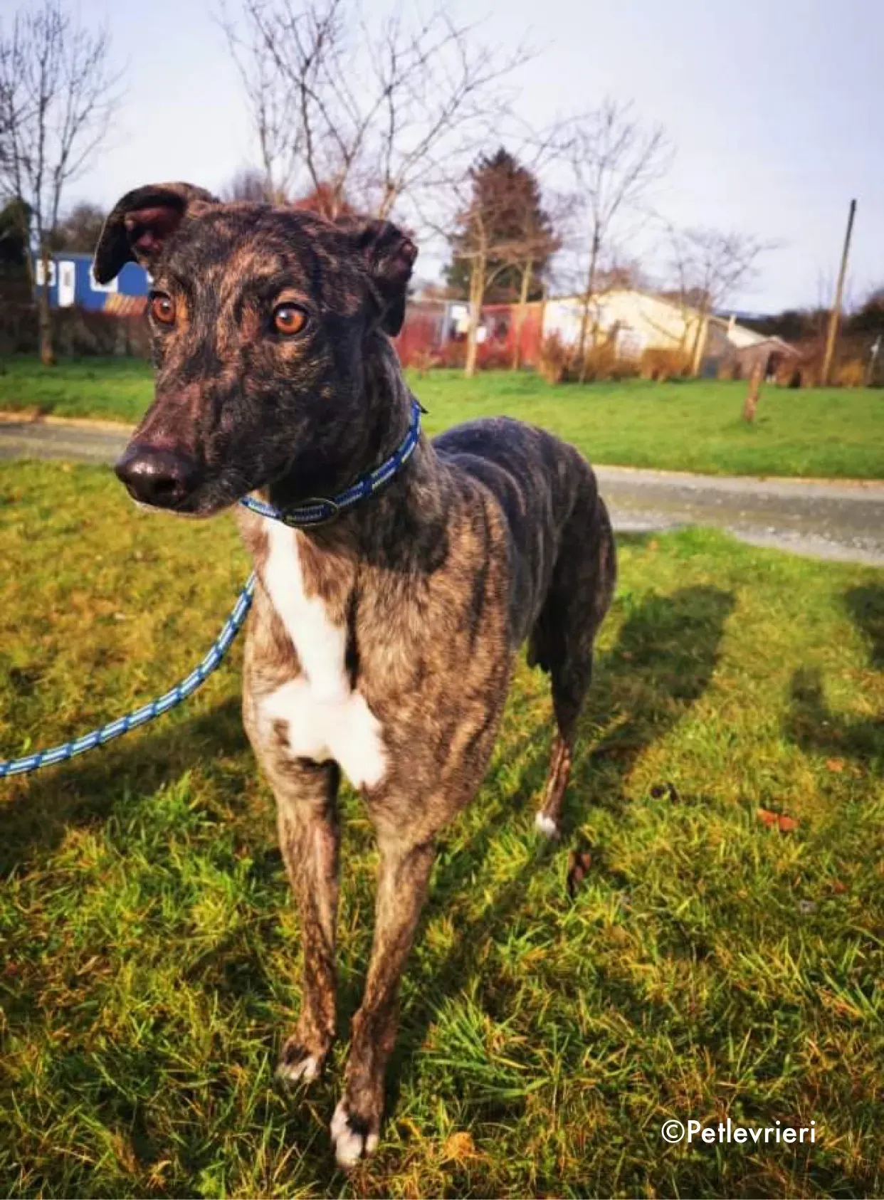 cathy adozione levrieri greyhound 5