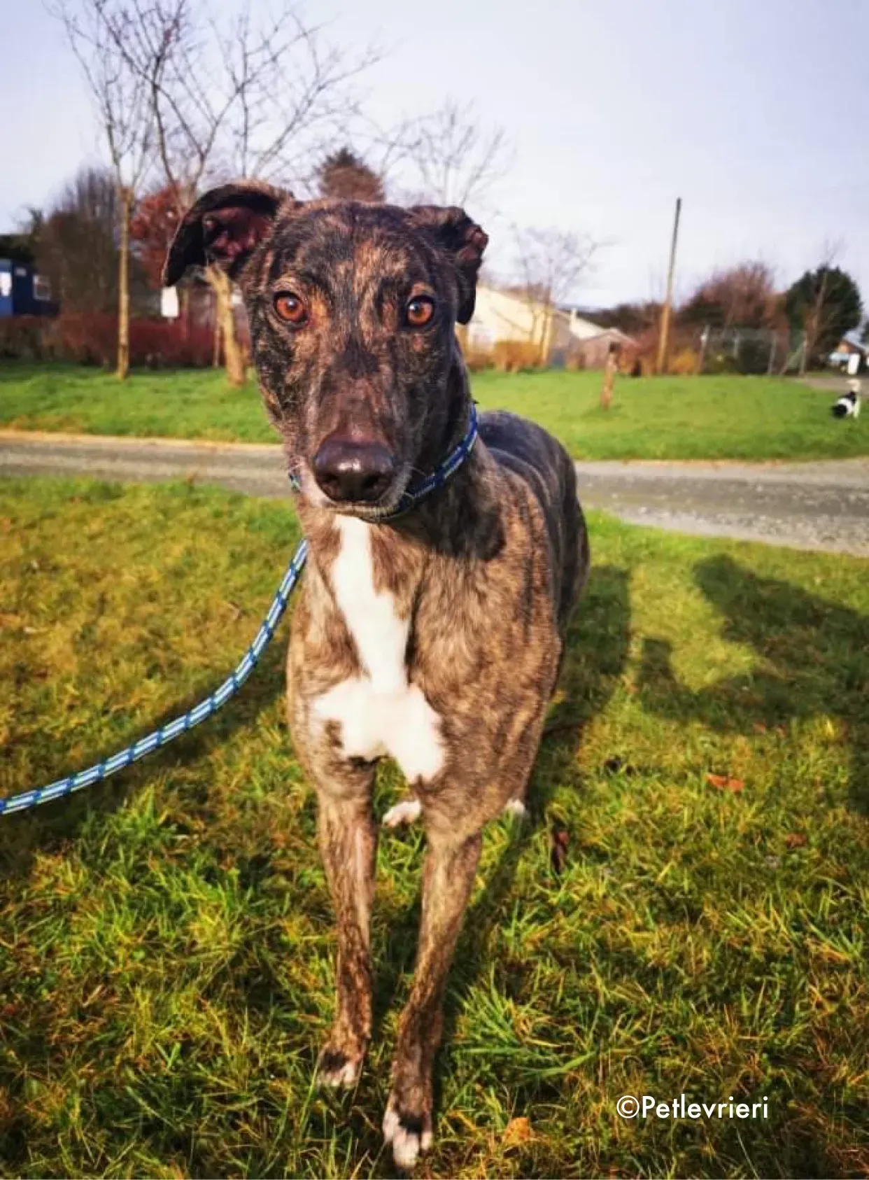 cathy adozione levrieri greyhound 6