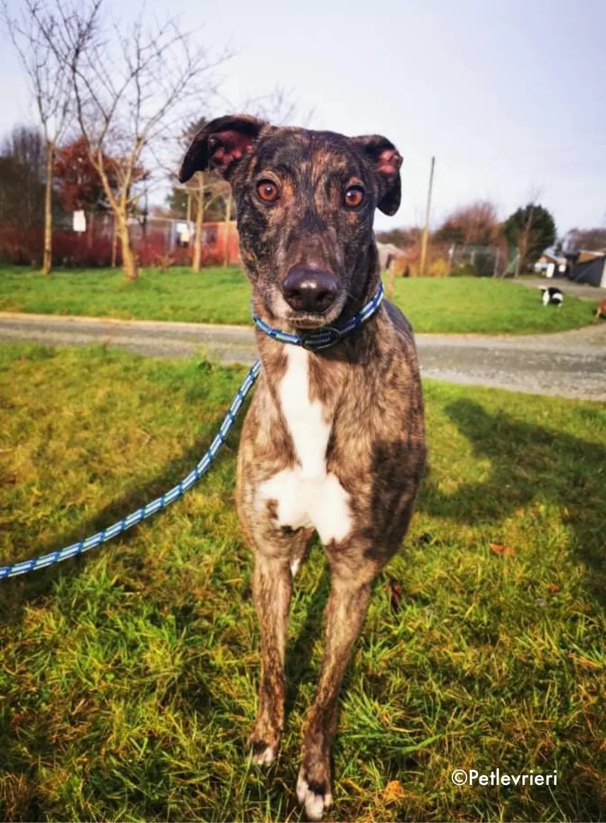 cathy adozione levrieri greyhound 7