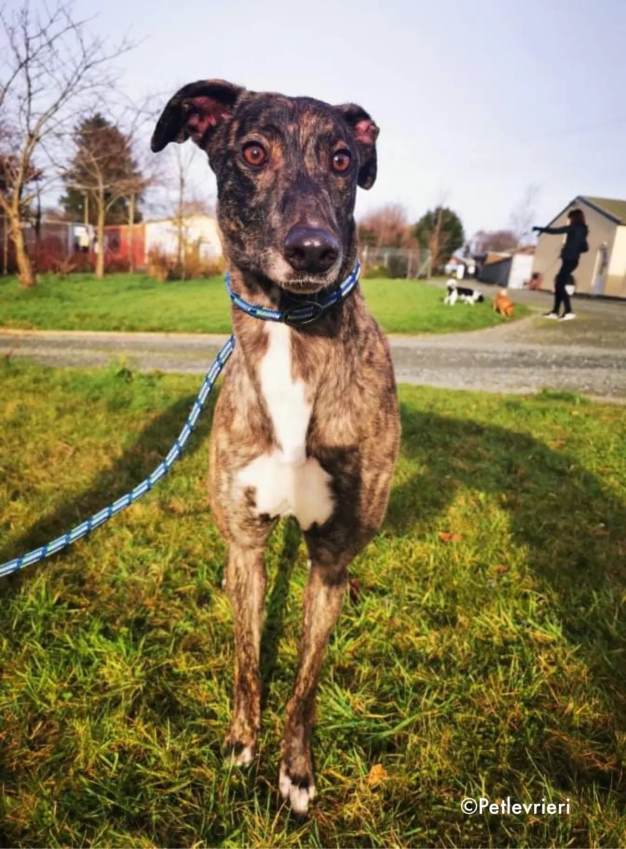 cathy adozione levrieri greyhound 8