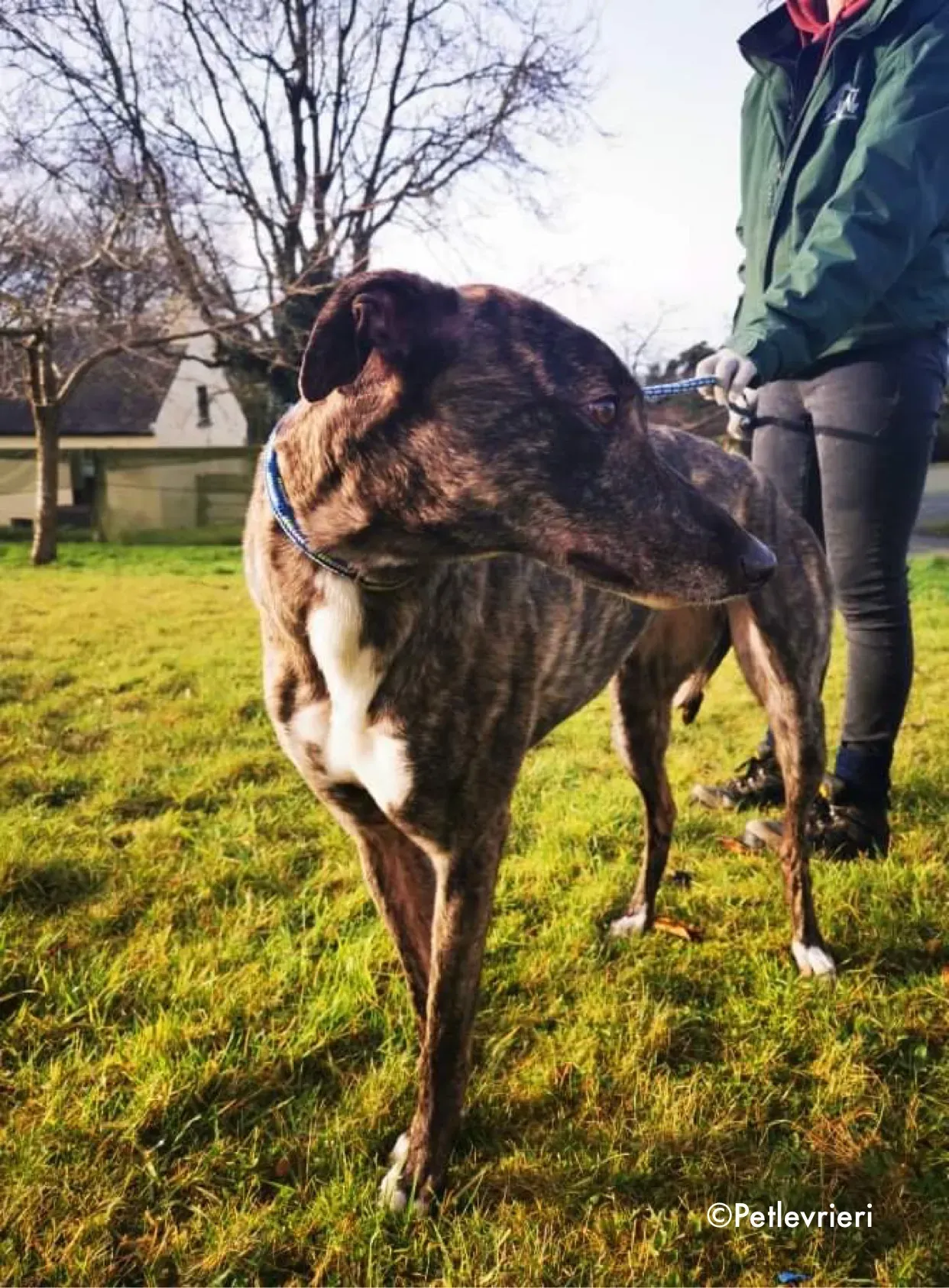 cathy adozione levrieri greyhound 9