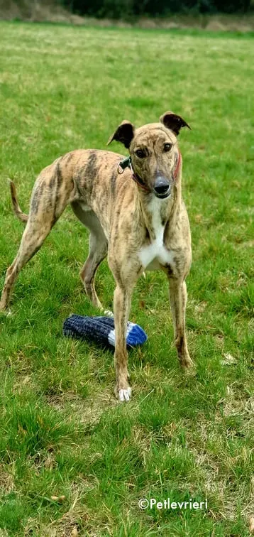 cavani adozione levrieri greyhound 1 1