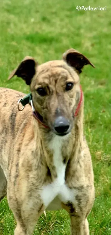 cavani adozione levrieri greyhound 2 1