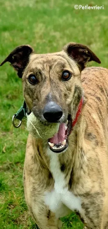 cavani adozione levrieri greyhound 3 1