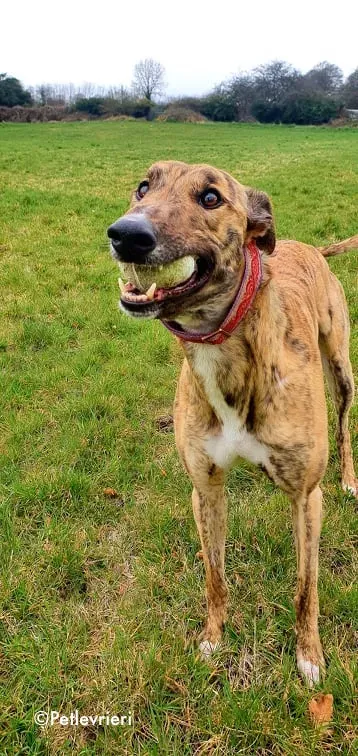 cavani adozione levrieri greyhound 4 1