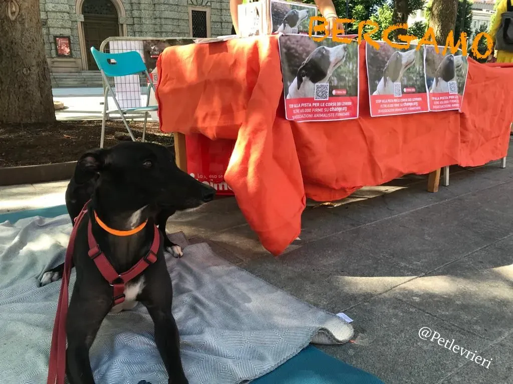 cd3b75a4 d4a3 4e98 aa13 2b261ae85359 risultato