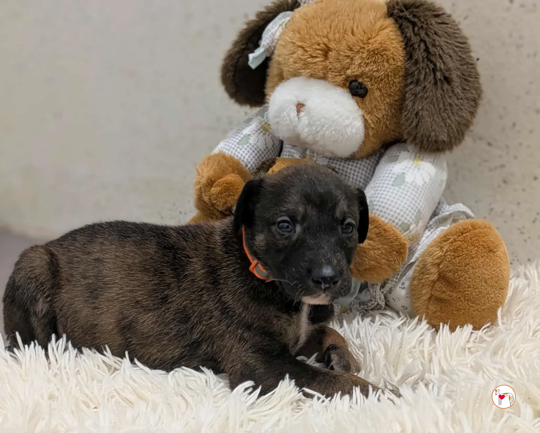 ceccho grey cucciolo adozione 1