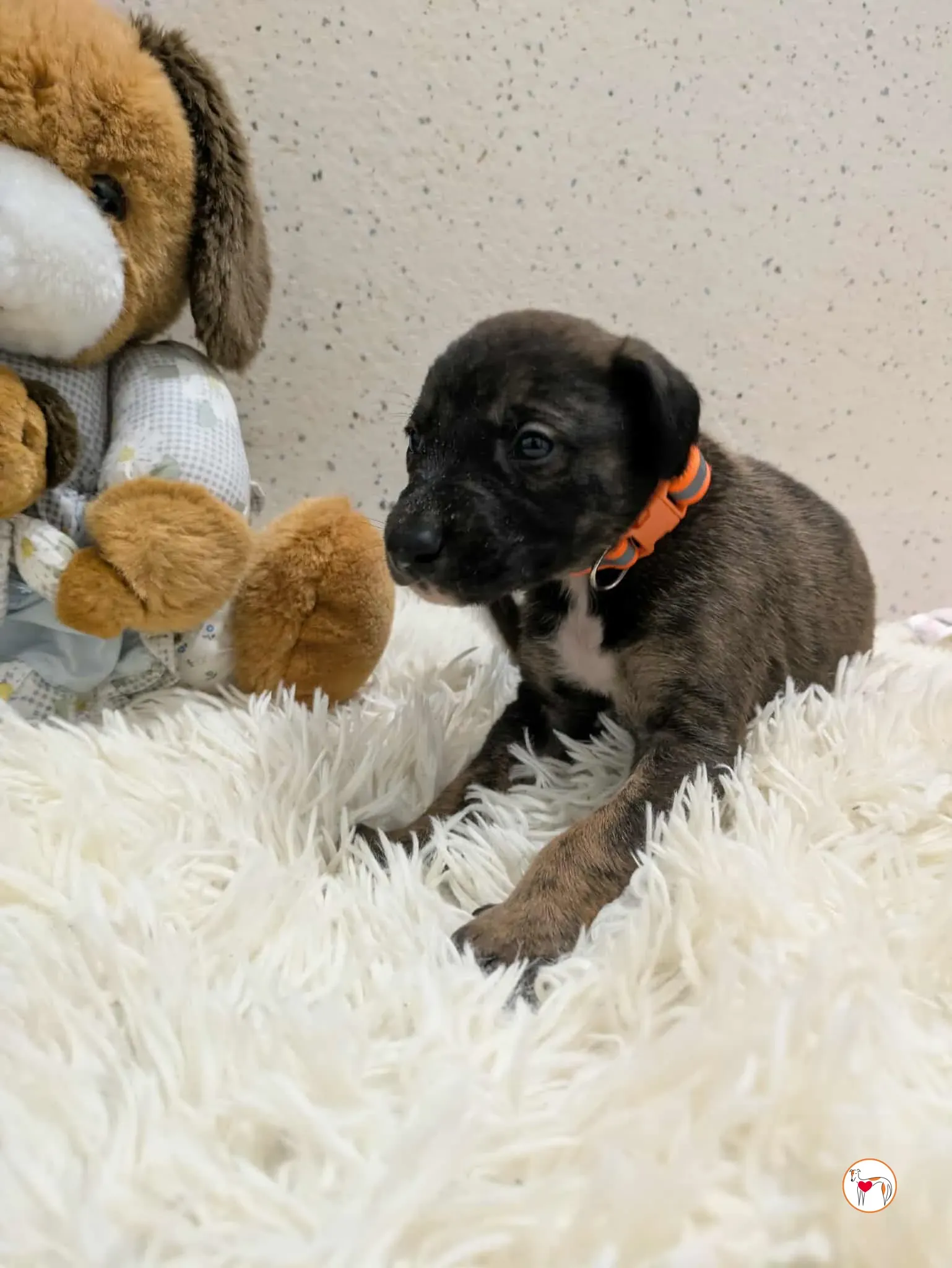 ceccho grey cucciolo adozione 2