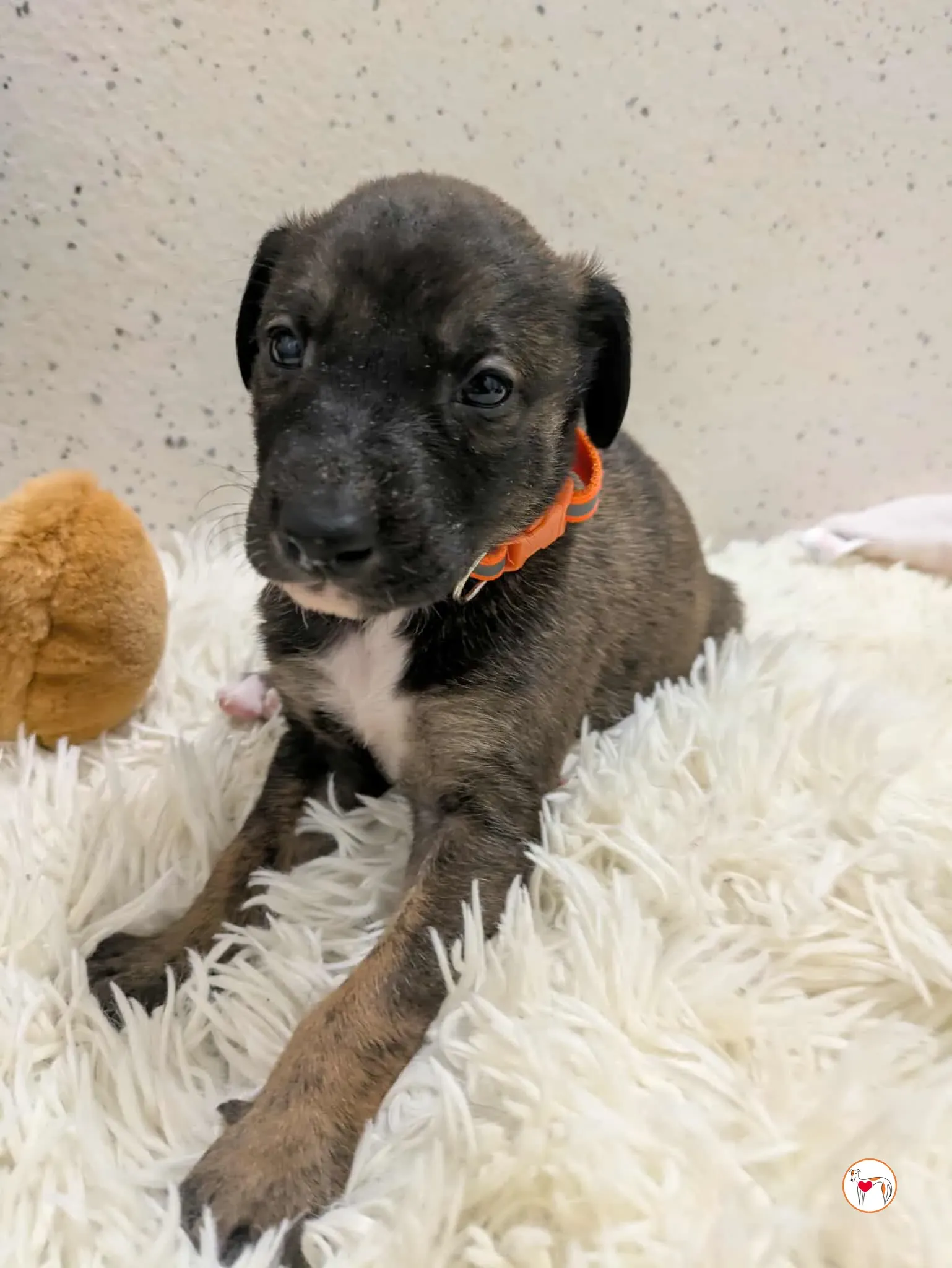 ceccho grey cucciolo adozione 3