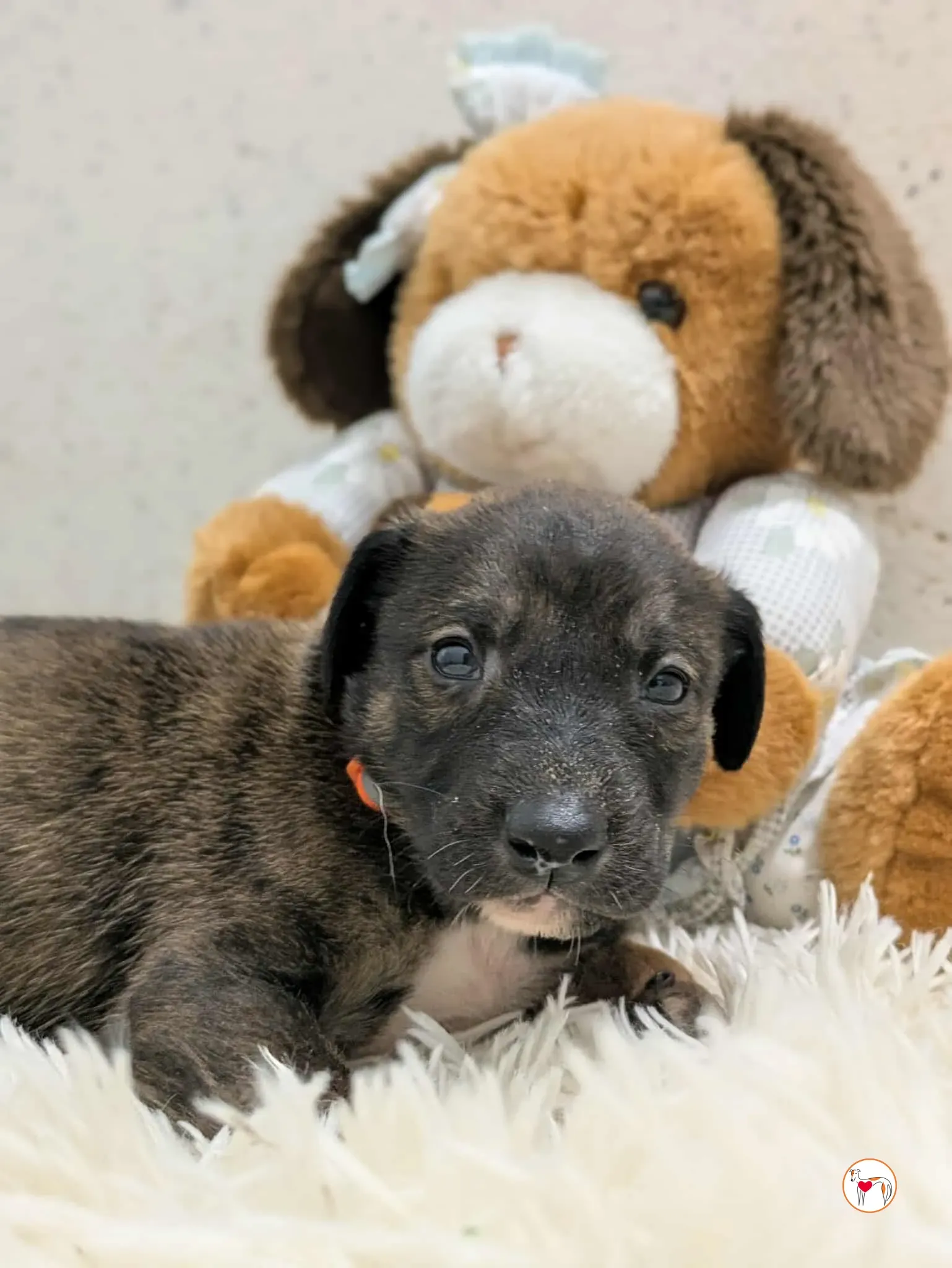 ceccho grey cucciolo adozione 4