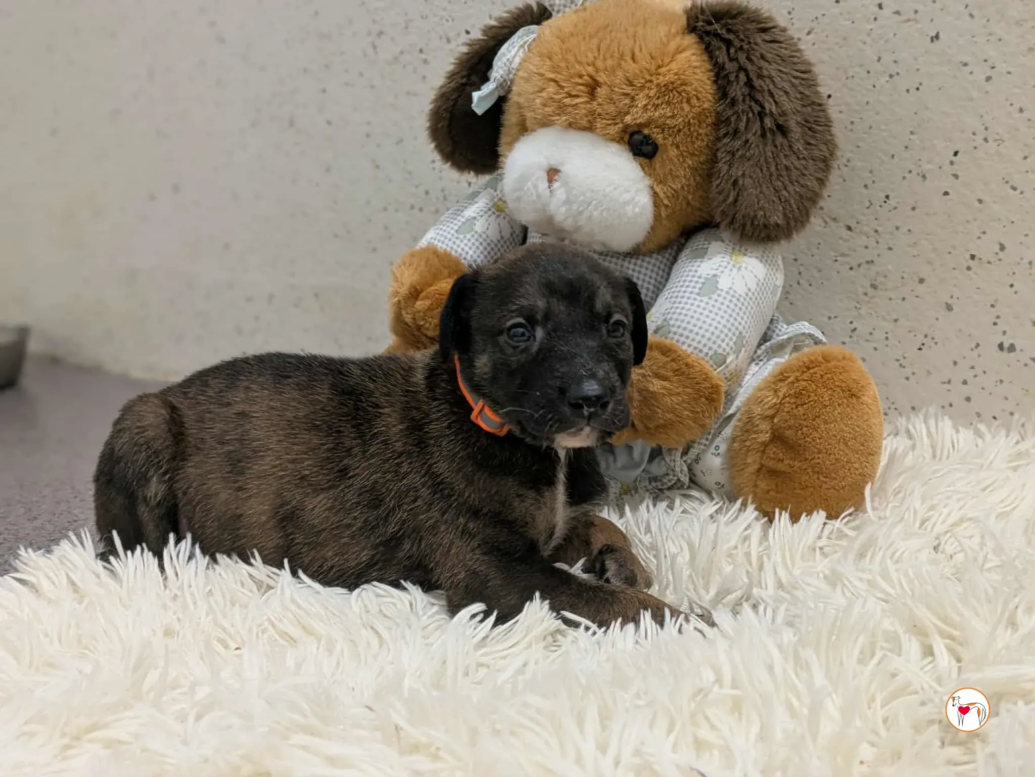 ceccho grey cucciolo adozione 6