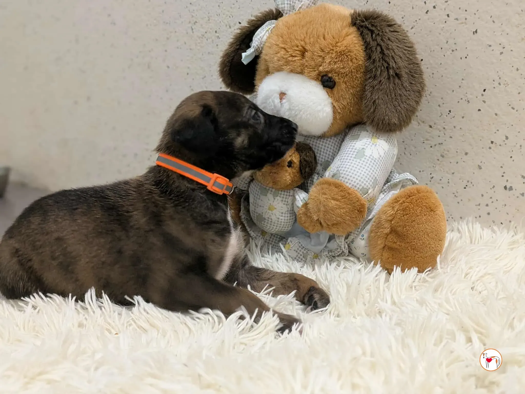 ceccho grey cucciolo adozione 7