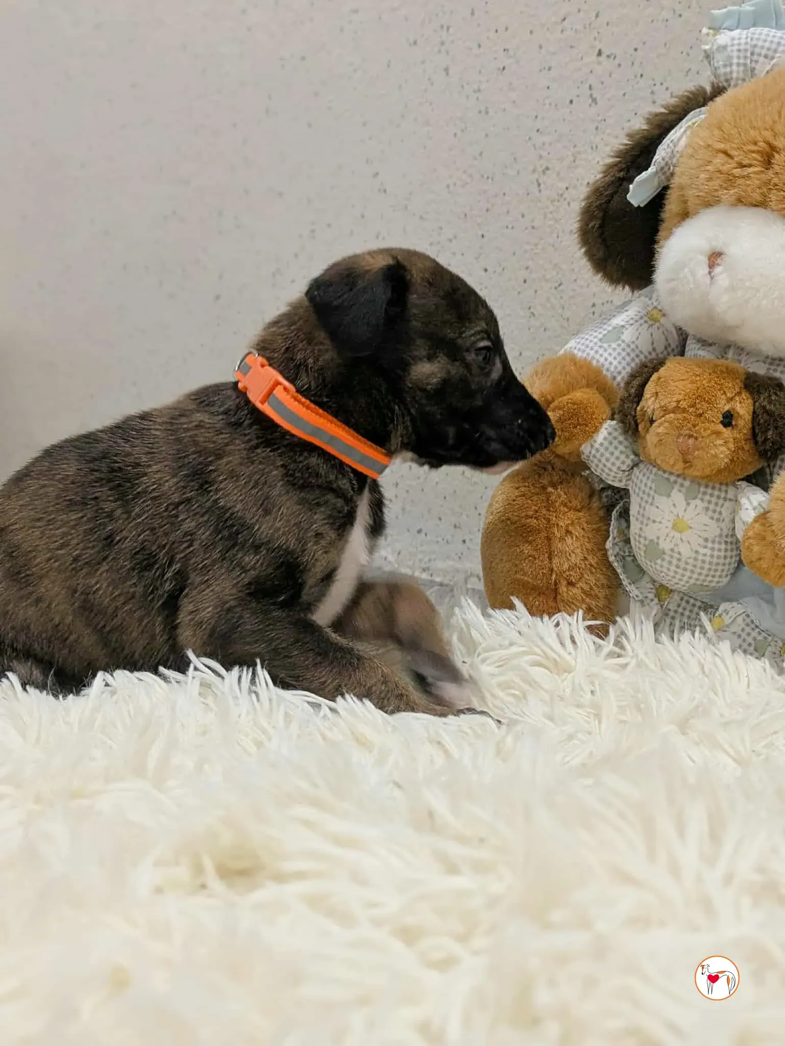 ceccho grey cucciolo adozione 8