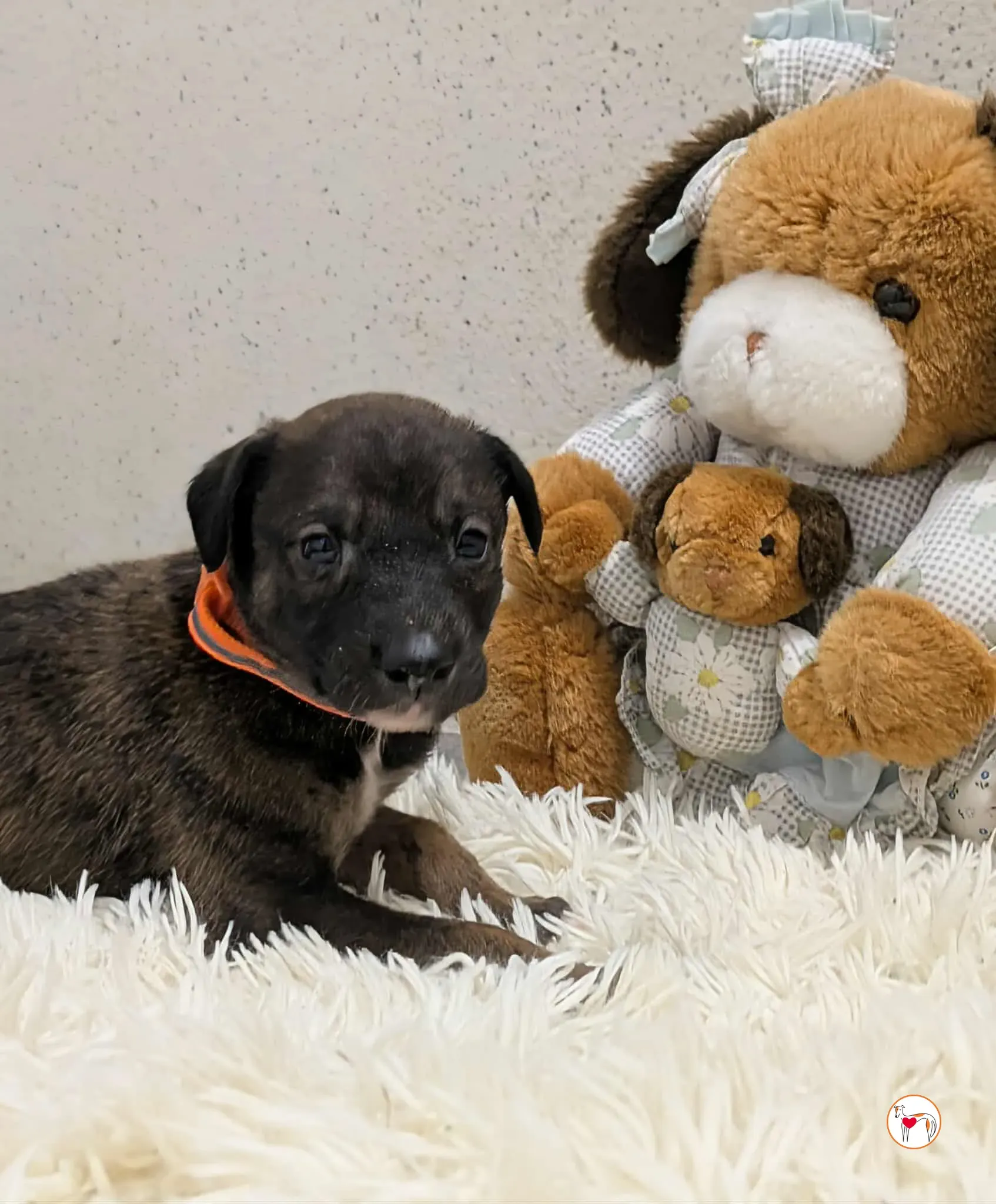 ceccho grey cucciolo adozione 9