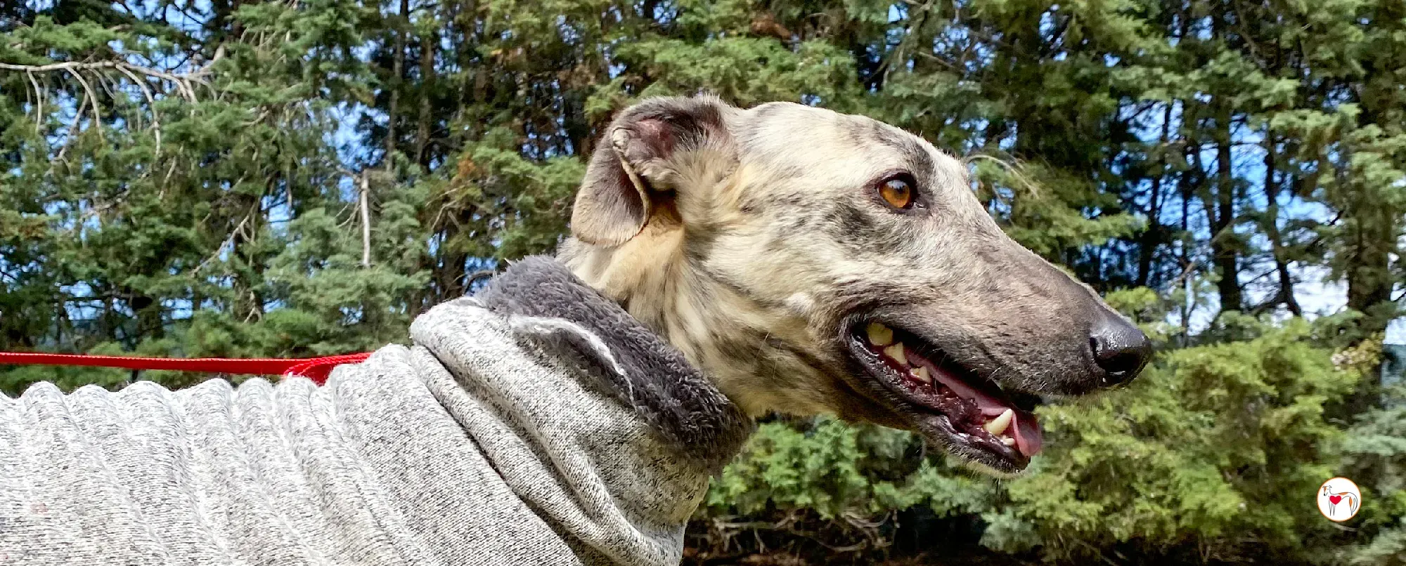 celia galgo adozione 00 copertina b