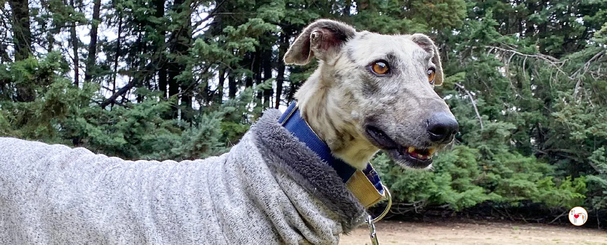 celia galgo adozione 00 copertina c