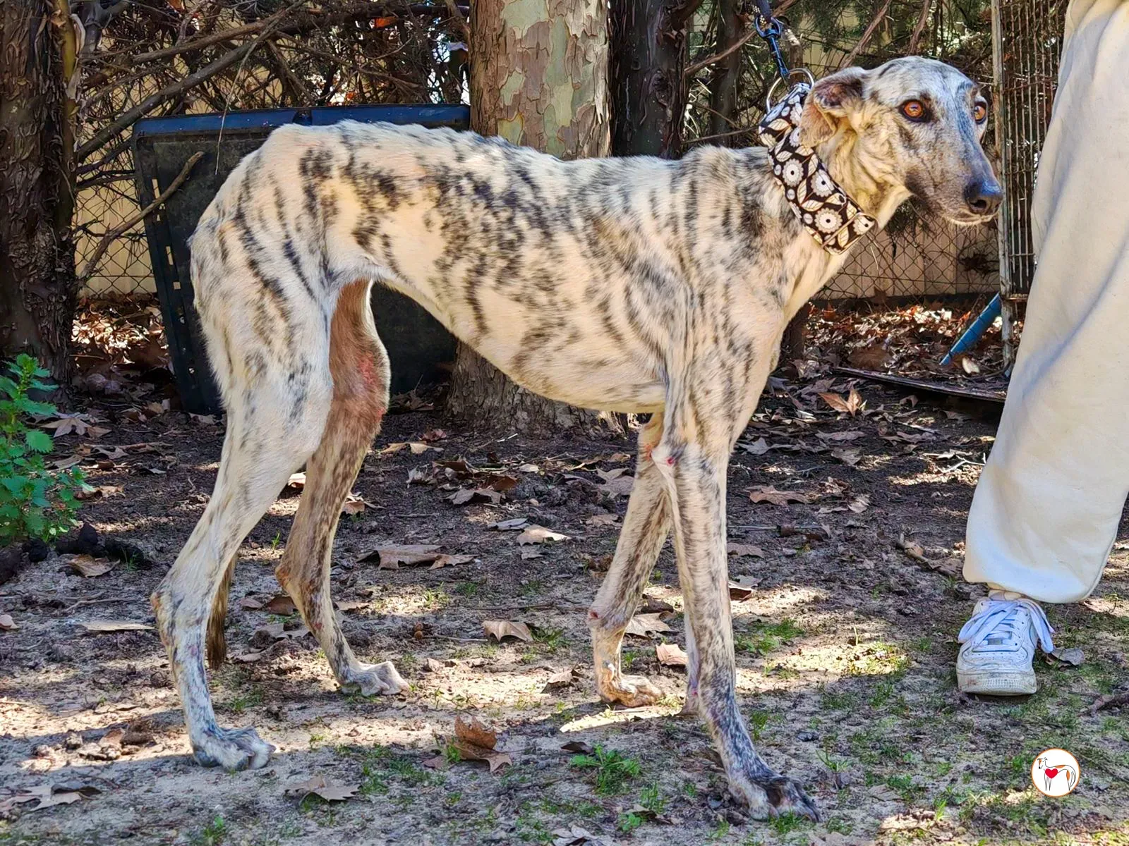 celia galgo adozione 01