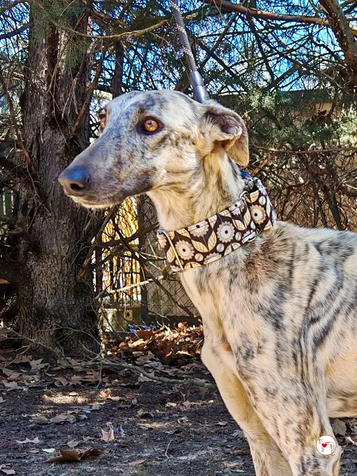 celia galgo adozione 02