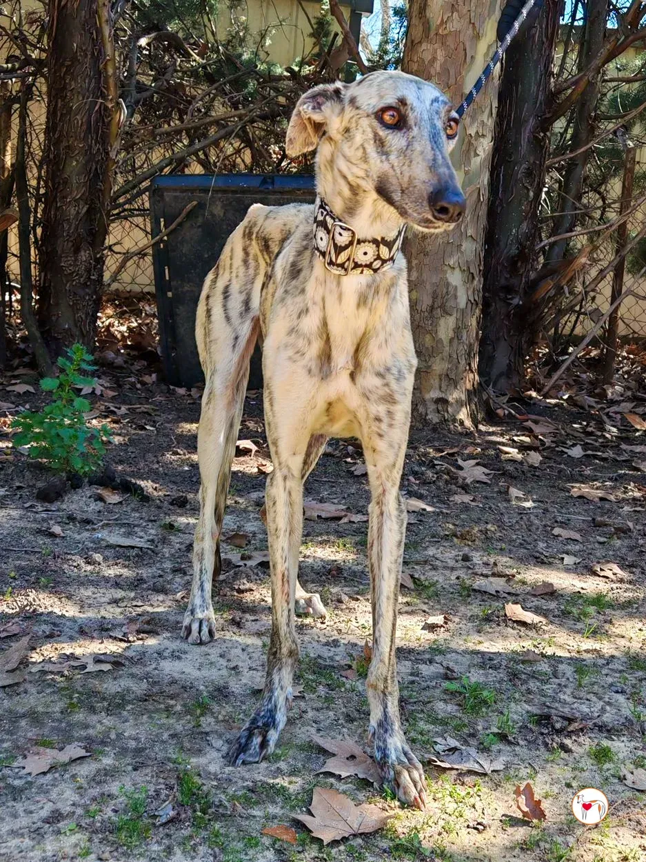 celia galgo adozione 03