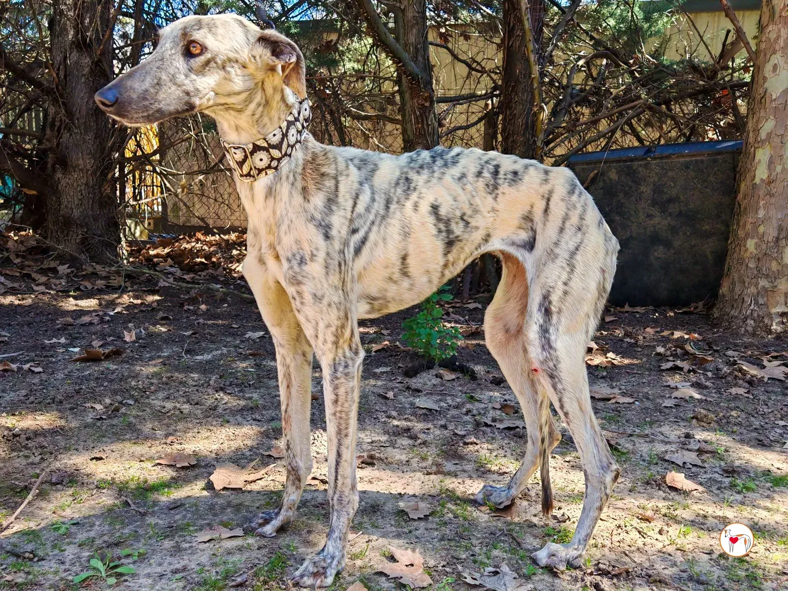 celia galgo adozione 04