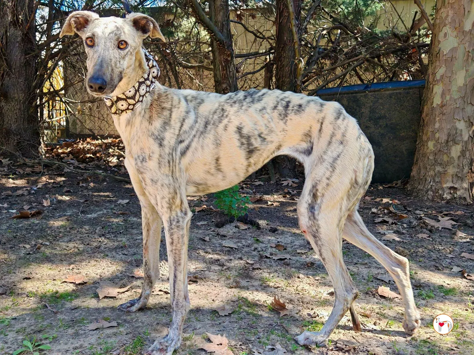 celia galgo adozione 05