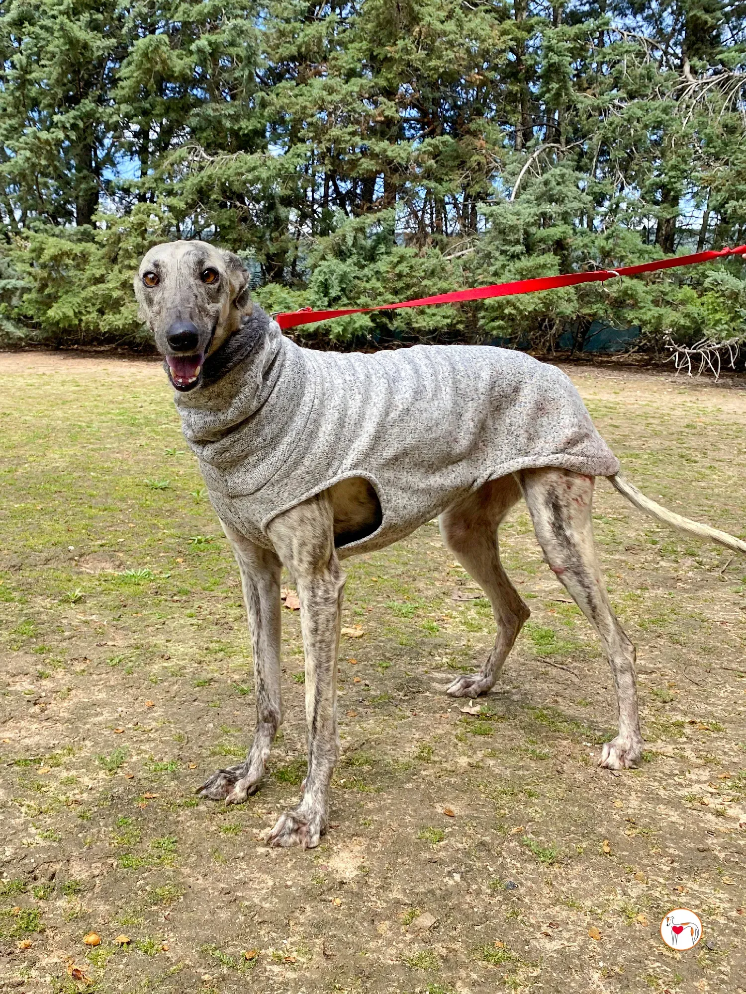 celia galgo adozione 06