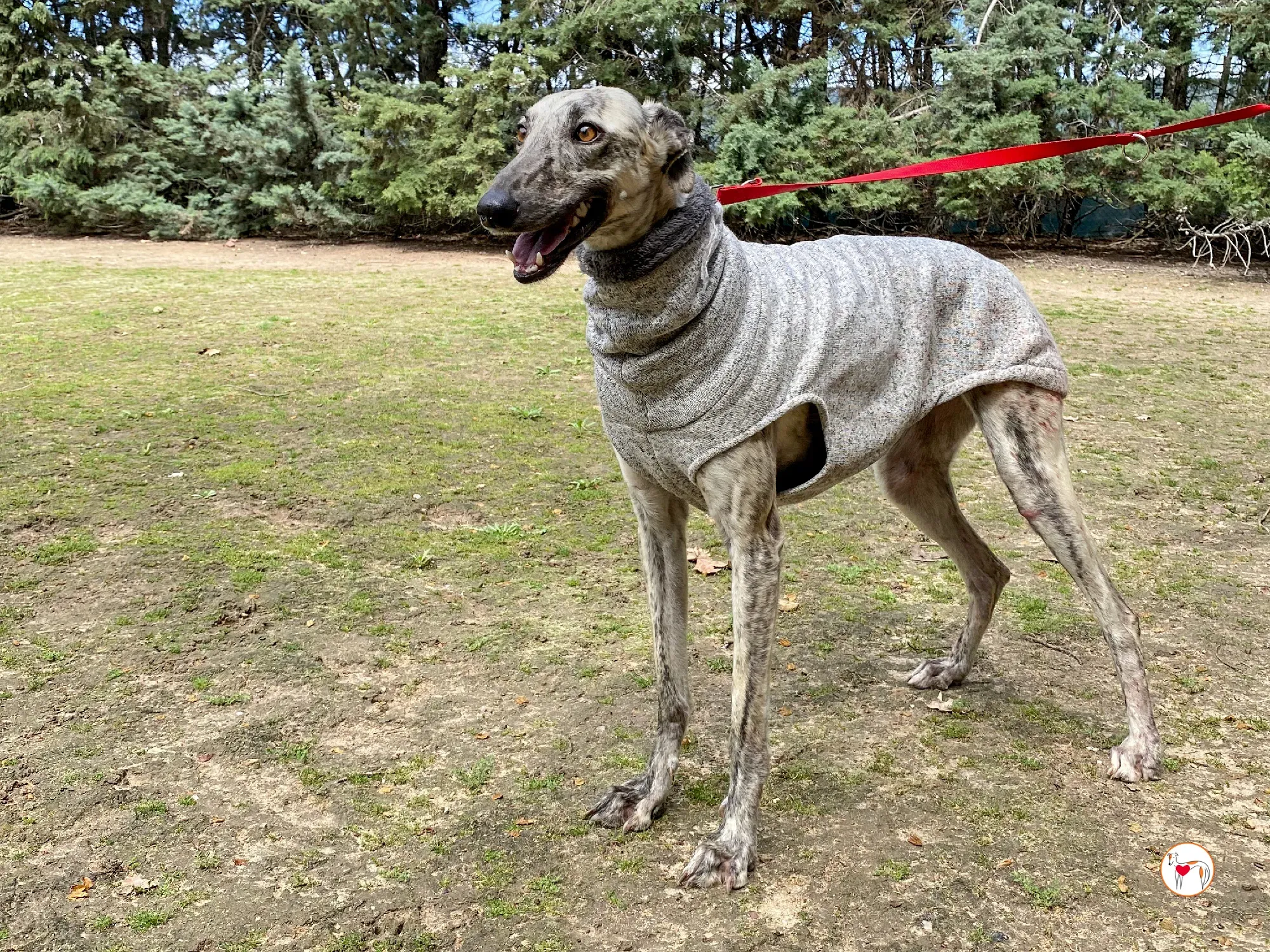 celia galgo adozione 07