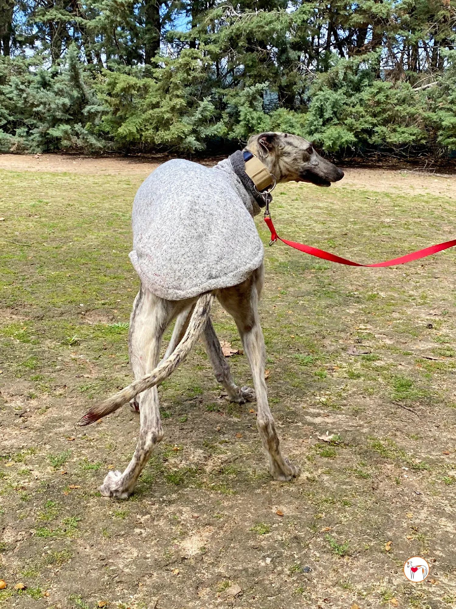 celia galgo adozione 08