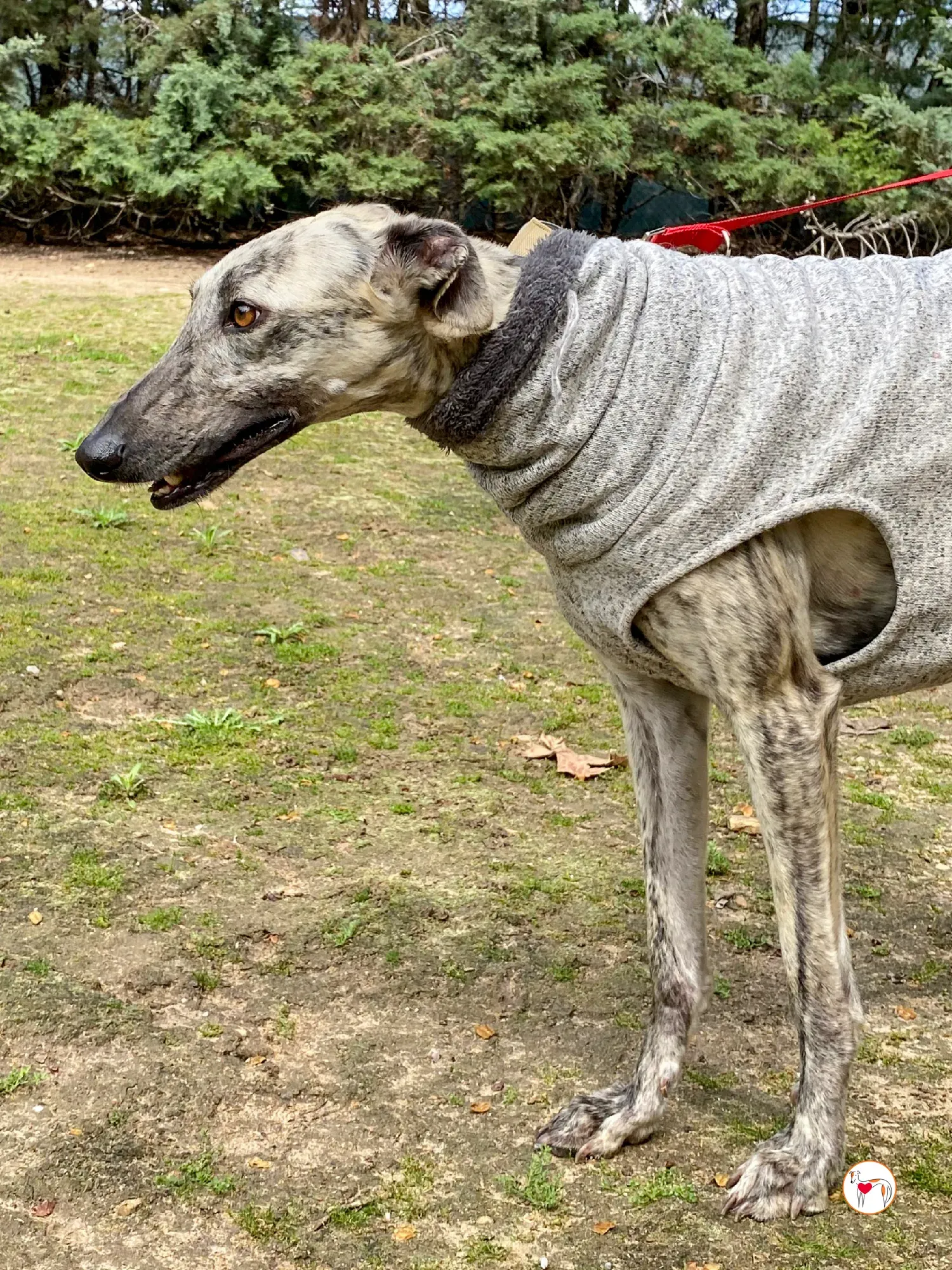 celia galgo adozione 09