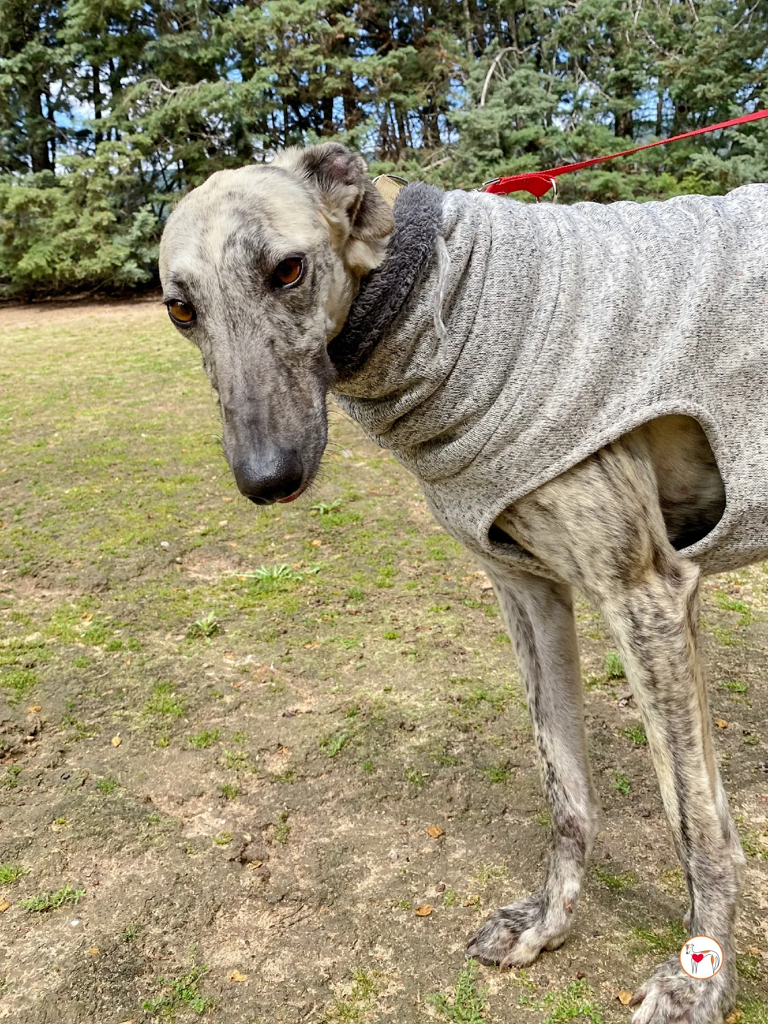 celia galgo adozione 10