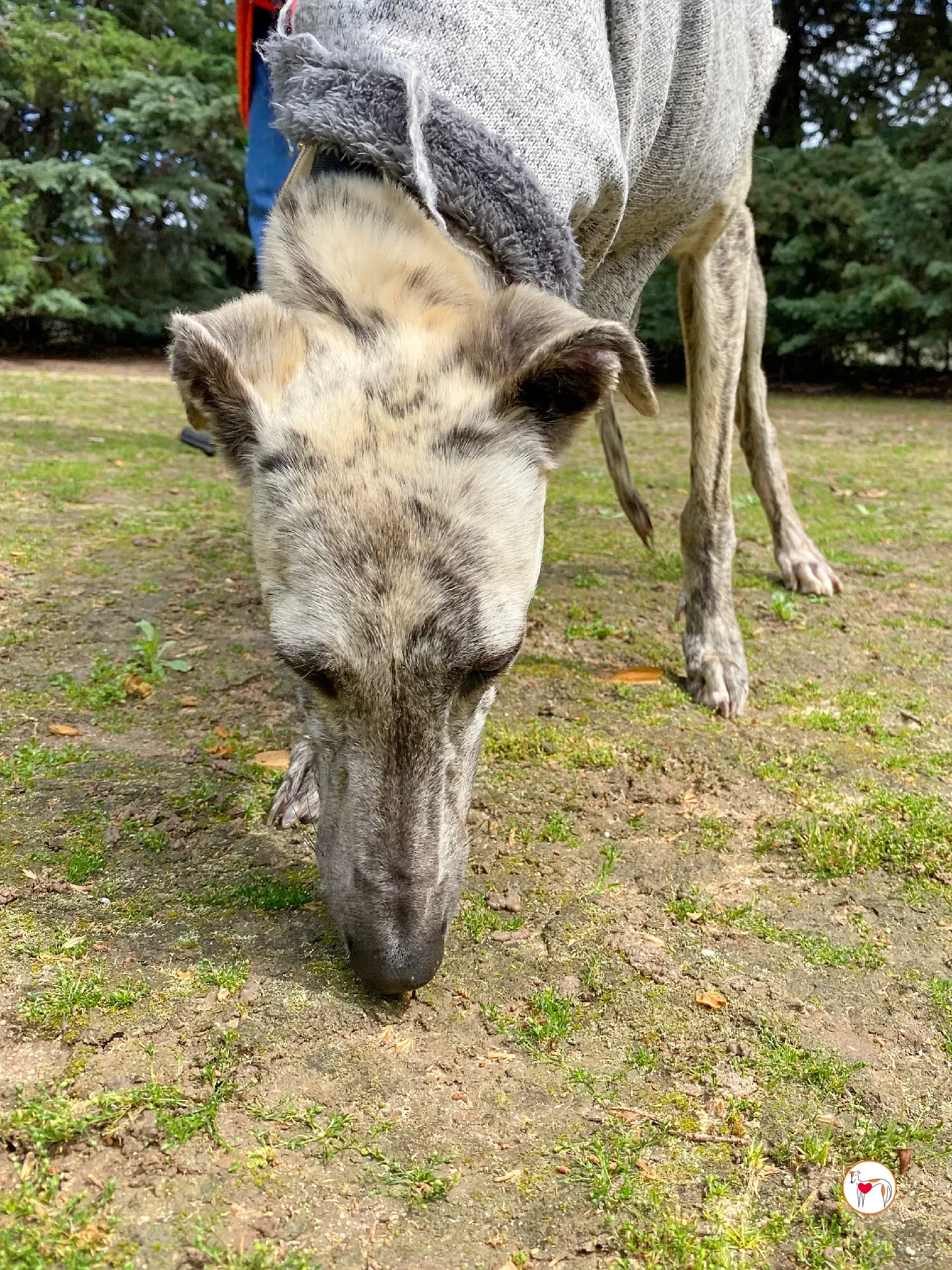 celia galgo adozione 11