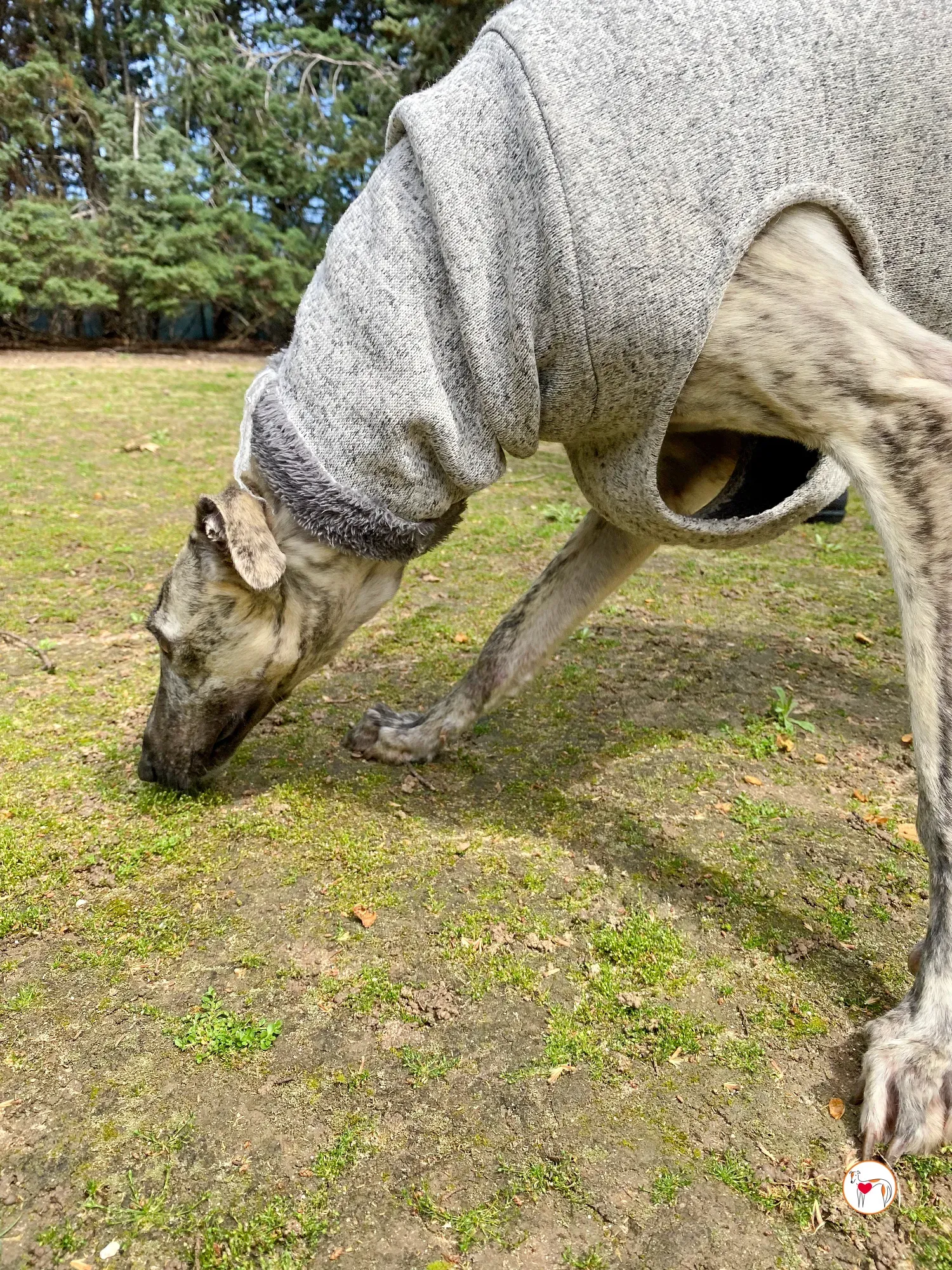 celia galgo adozione 12