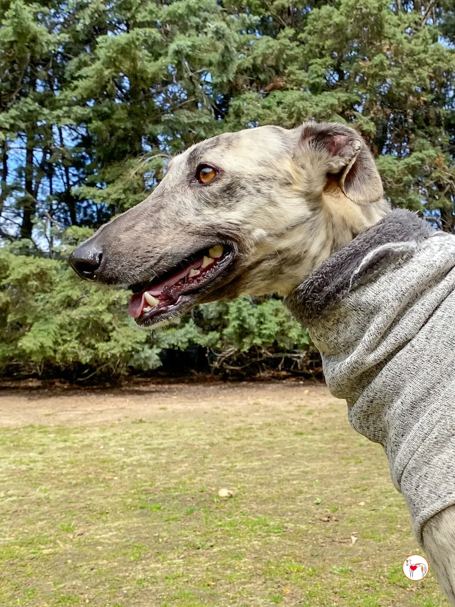 celia galgo adozione 13