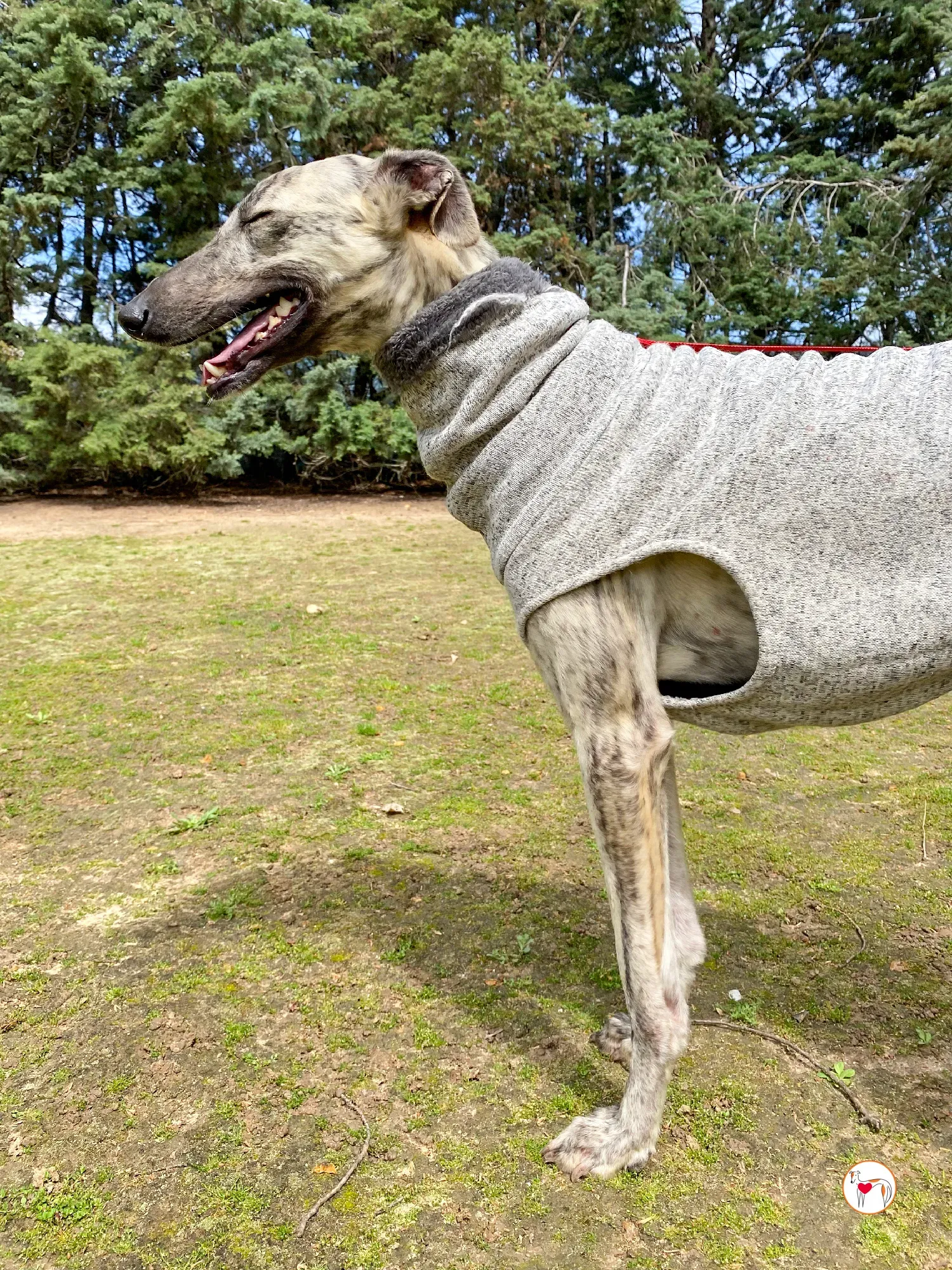 celia galgo adozione 14