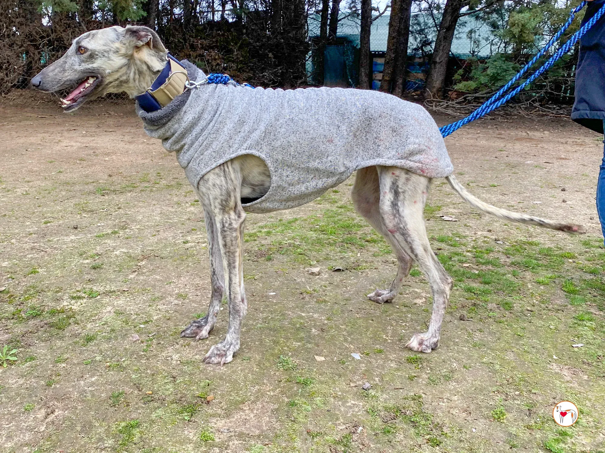 celia galgo adozione 15