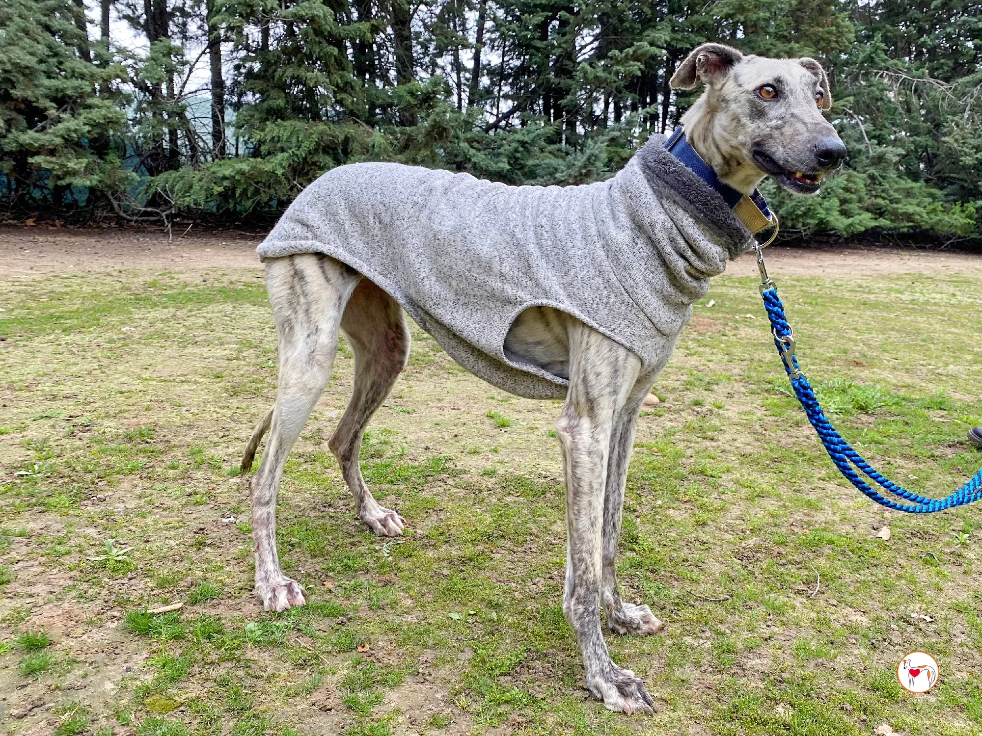 celia galgo adozione 16