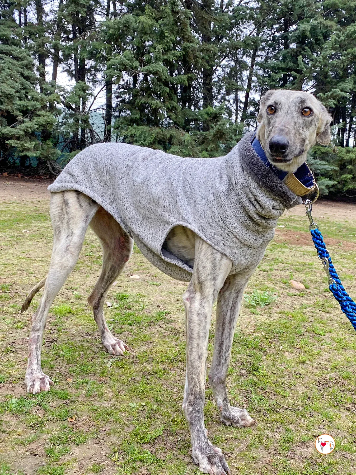 celia galgo adozione 17